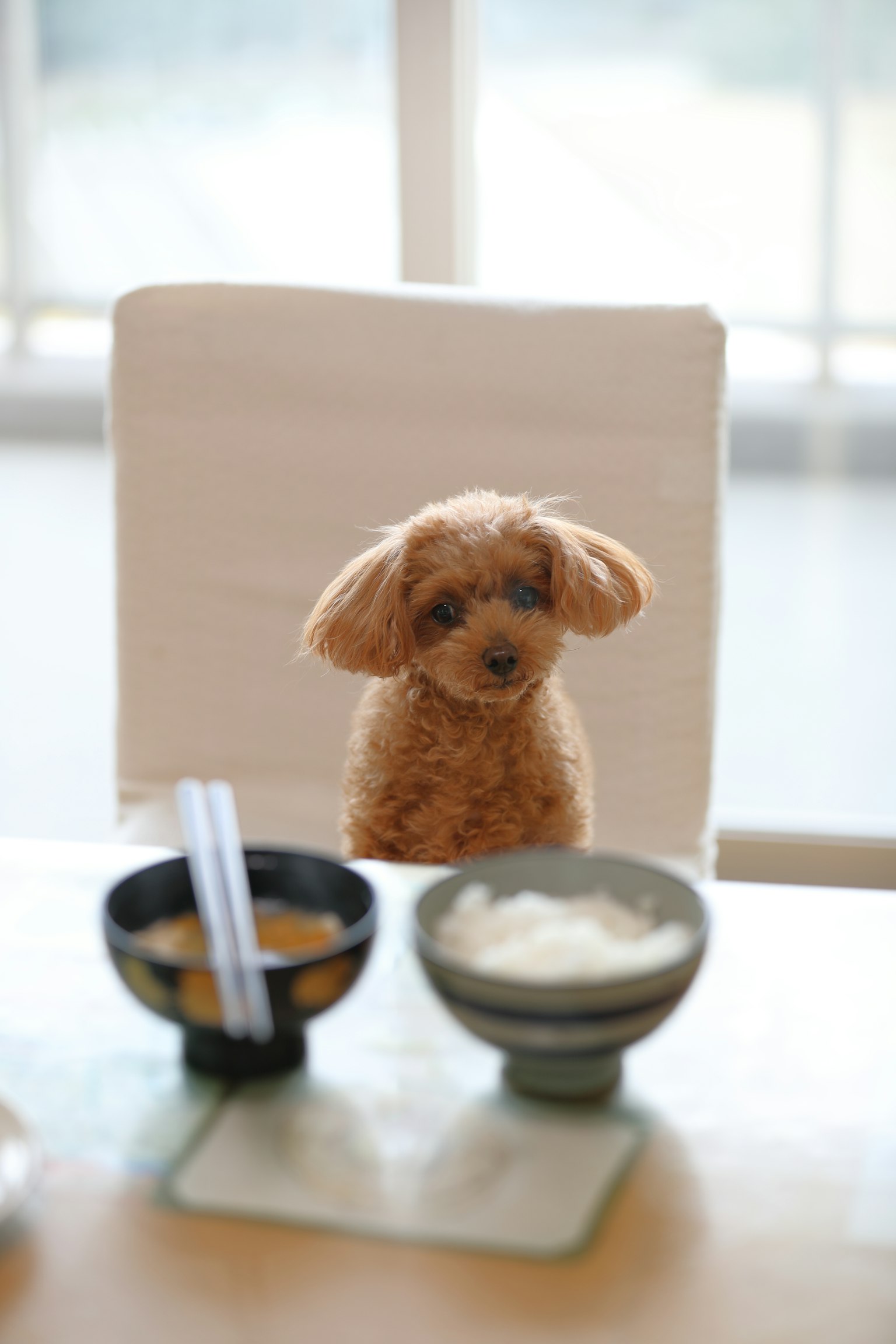 Anjing kecil duduk di meja dengan mangkuk nasi dan sup