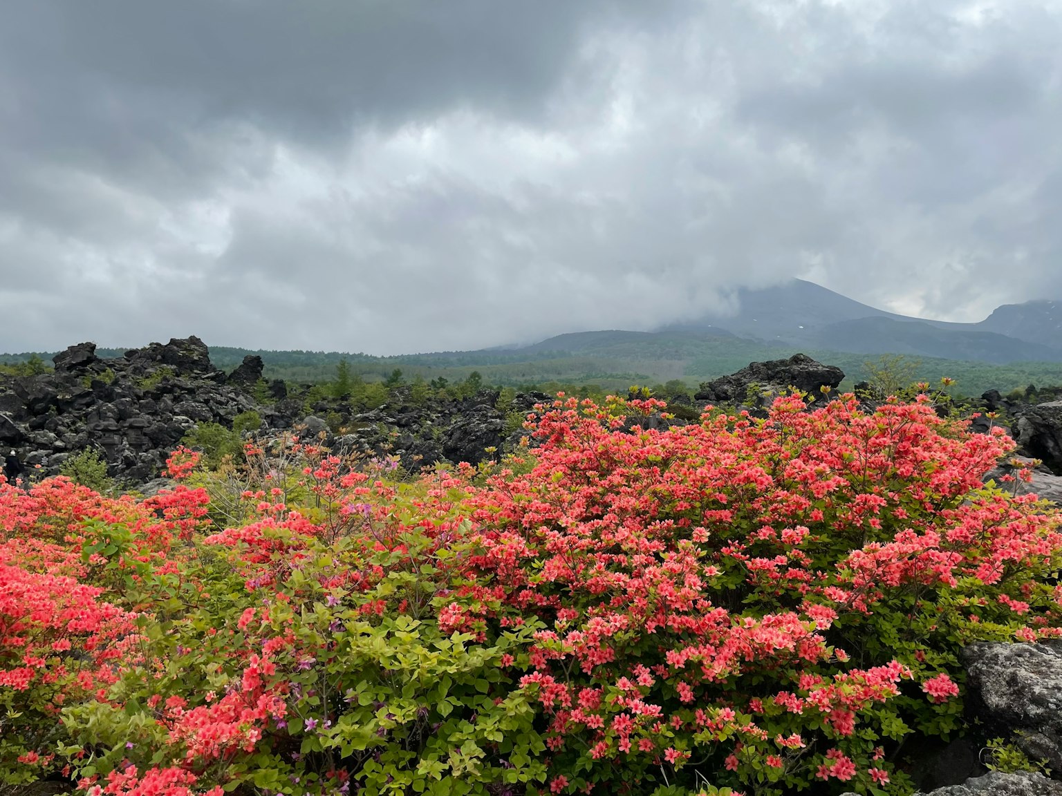 Landschaft mit lebhaften rosa Blumen vor vulkanischen Felsen