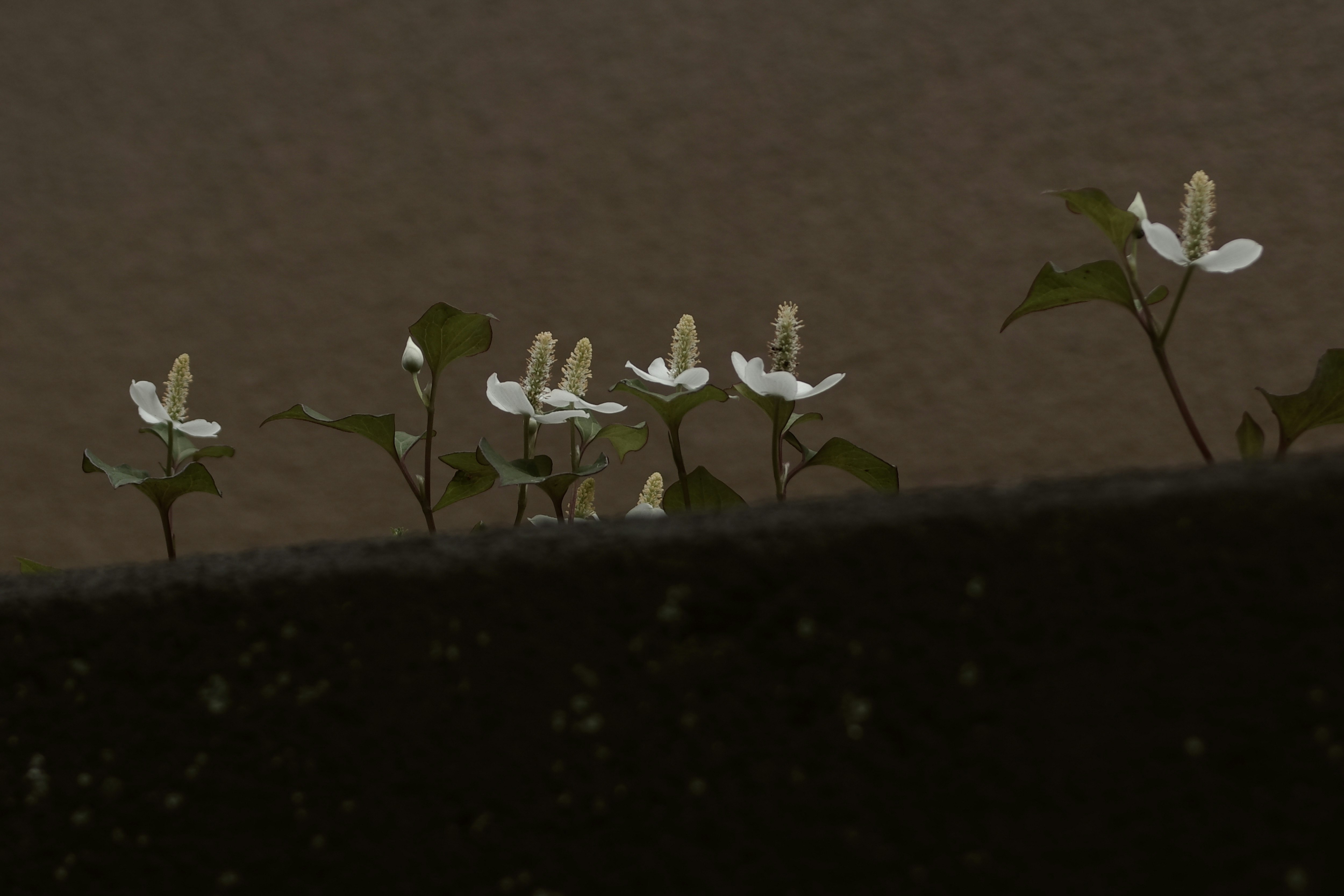 土の上に咲くドクダミの白い花