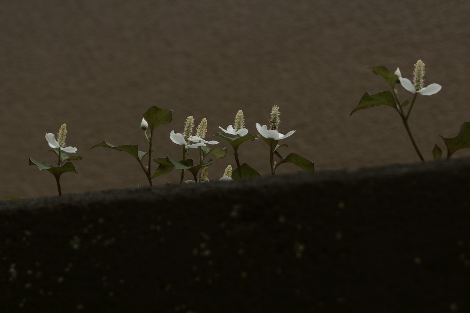 Paysage simple avec des fleurs blanches et des feuilles vertes émergeant d'un sol sombre