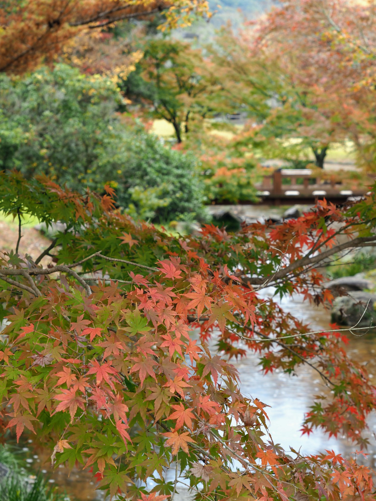 Vista escénica de follaje de otoño con hojas rojas y un río