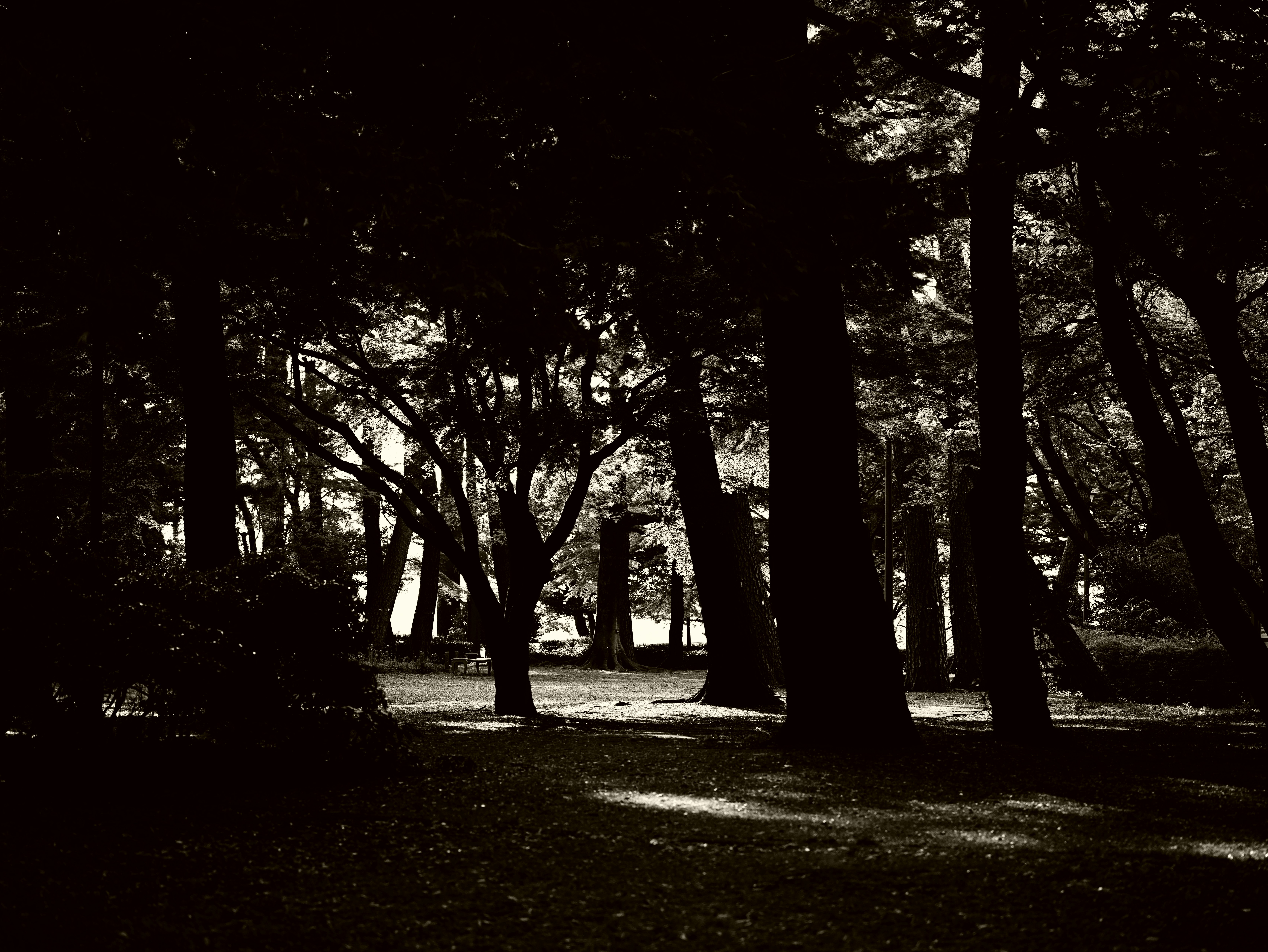 Dark forest with towering trees and serene landscape