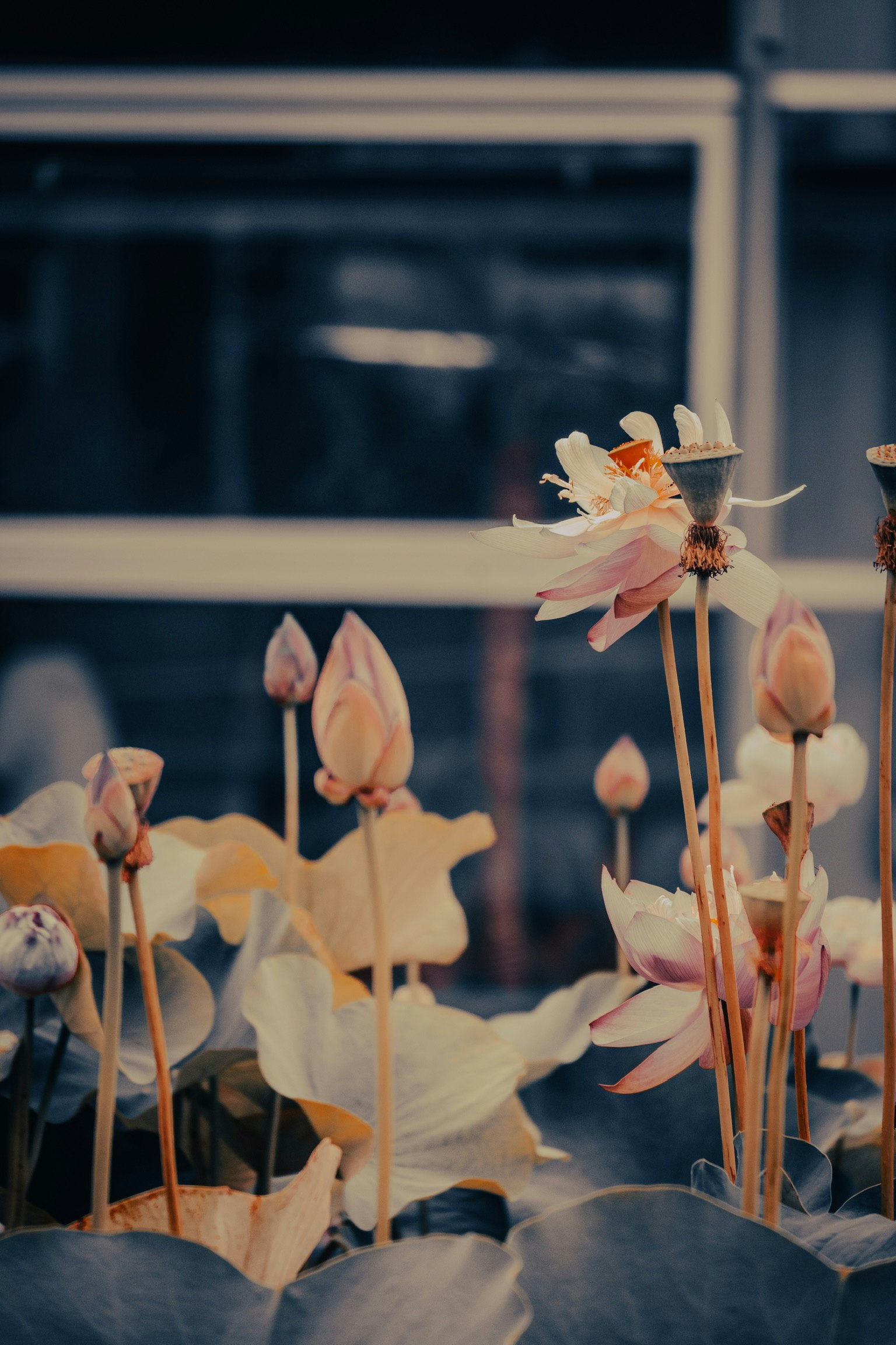 부드러운 색상의 연꽃과 봉오리가 우아하게 배치된 장면