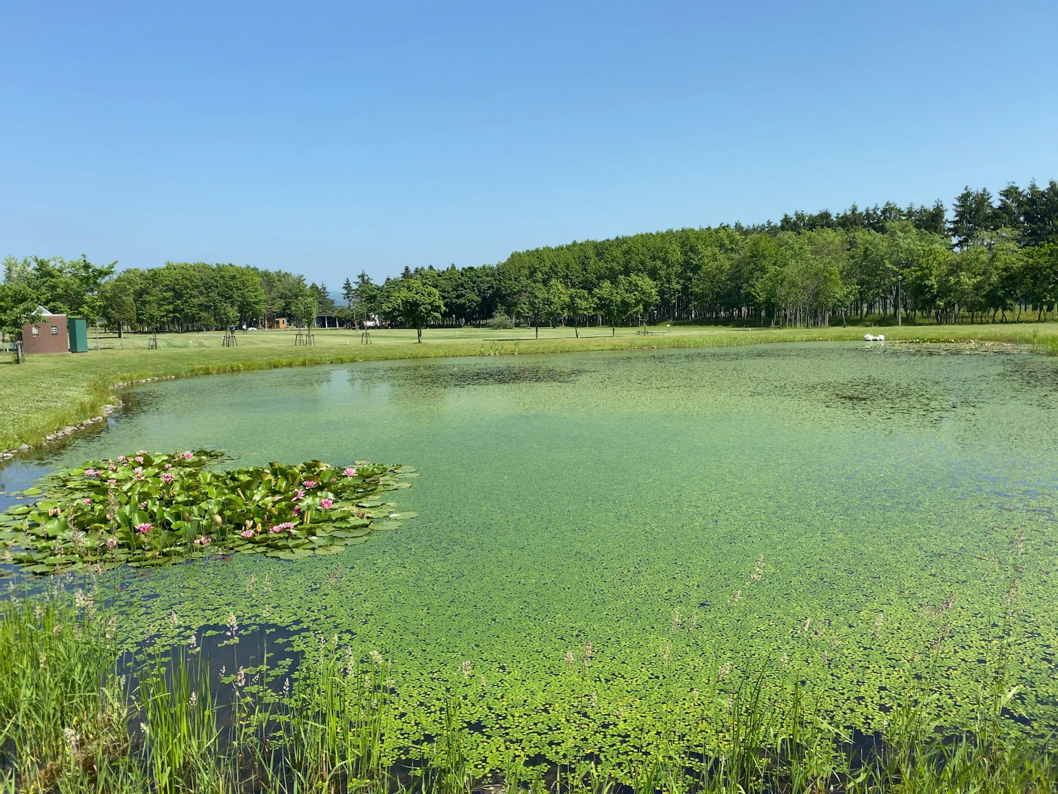 Étang avec de la végétation verte flottante et ciel bleu clair