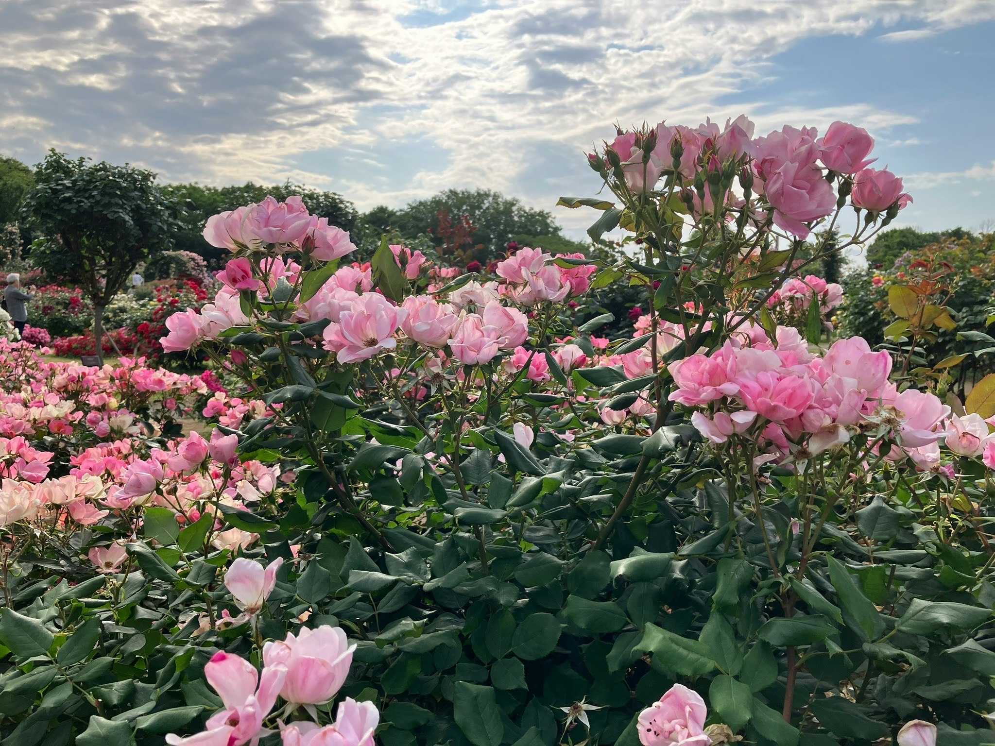 京成ローズガーデンのピンクのバラが咲く花壇