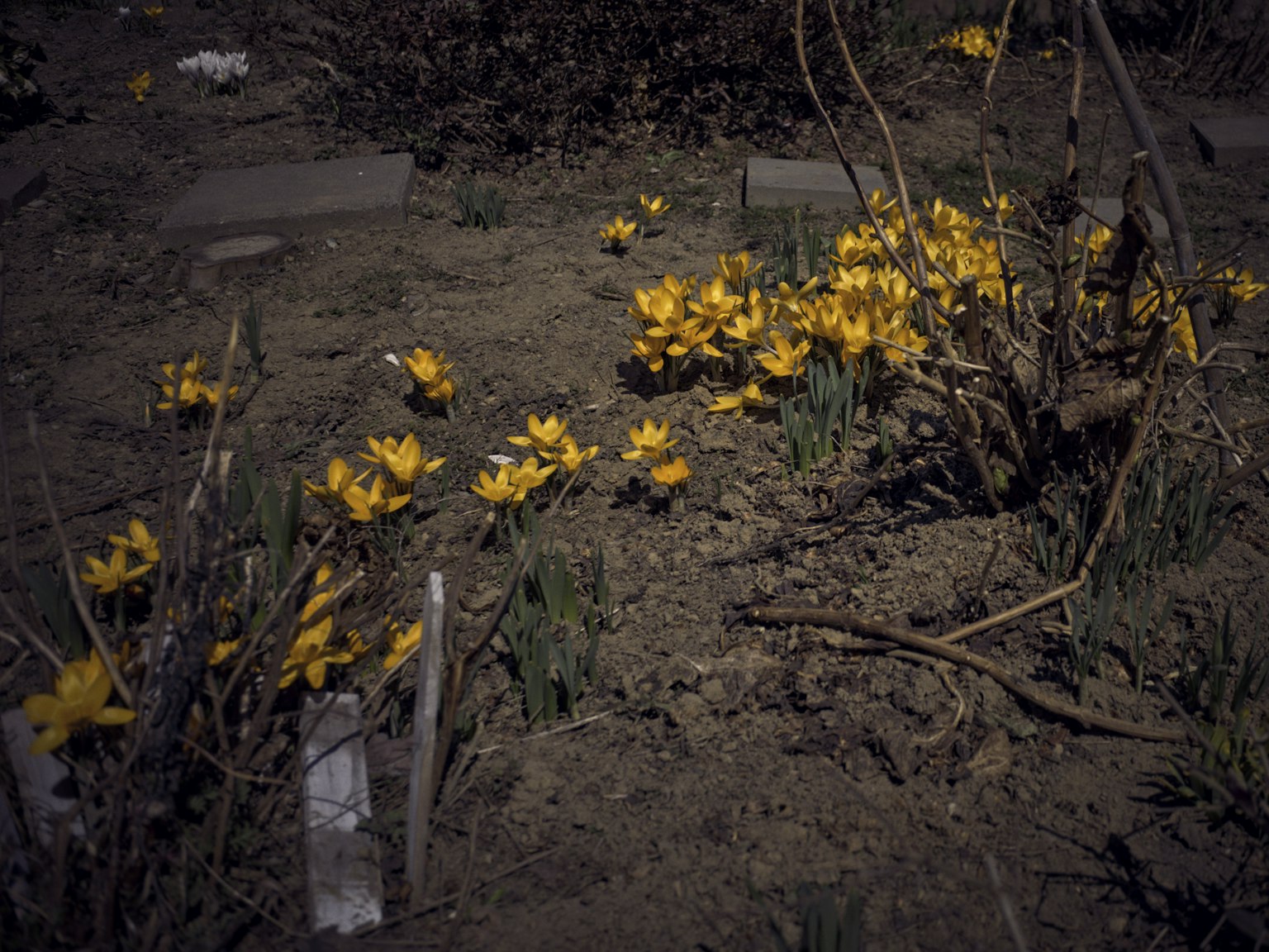 Un paesaggio con fiori gialli che sbocciano dal terreno