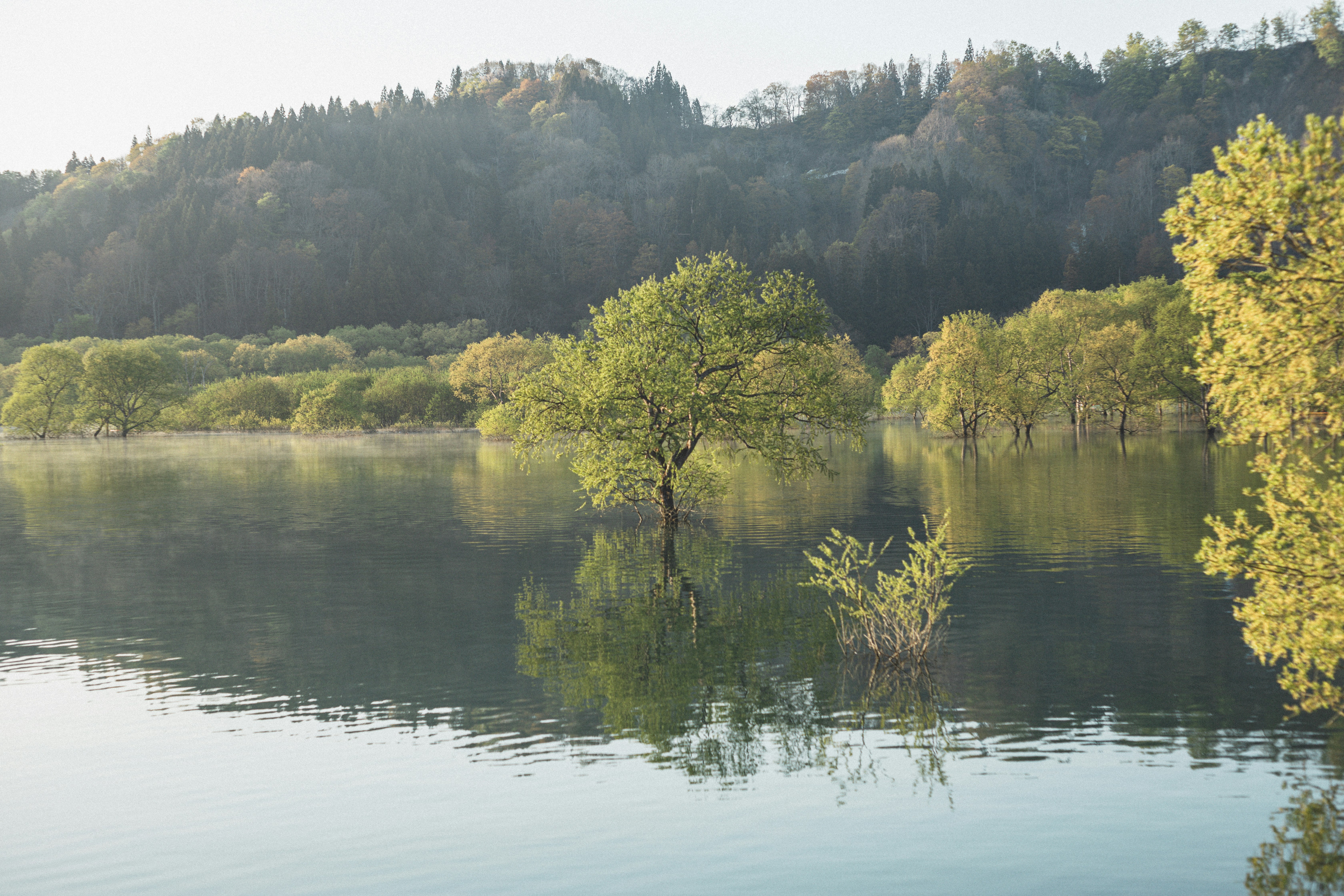 paysage paisible au bord d’un lac entouré de forêt
