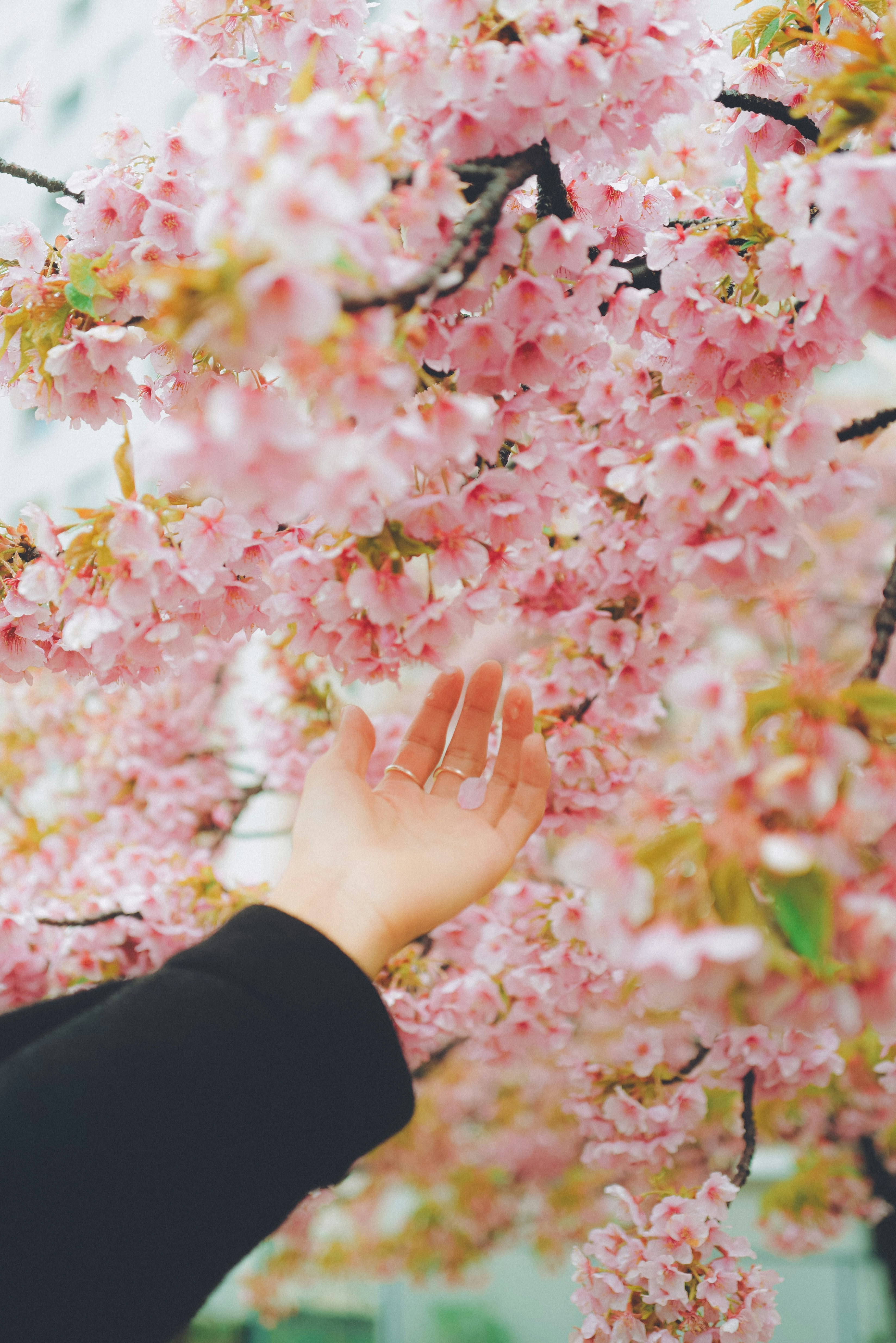 桜の花びらに手を添える人物のある春の枝先