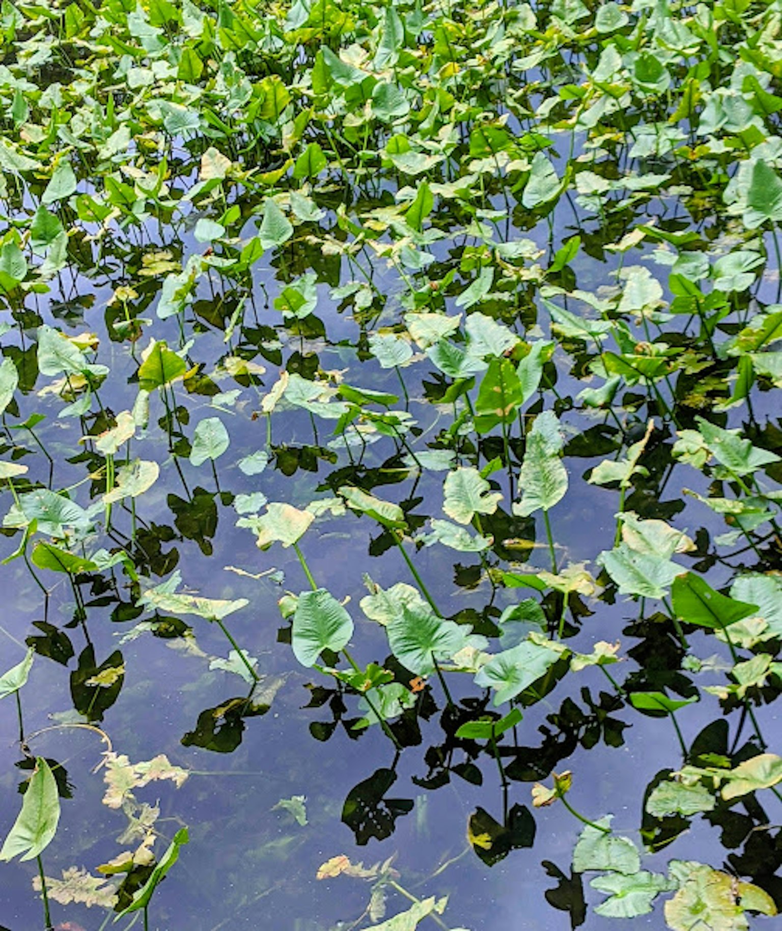 水面上漂浮的绿色叶子和水生植物
