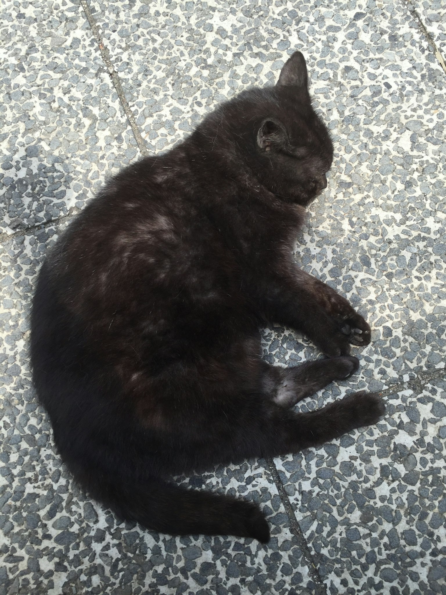 Un gato negro durmiendo en un suelo texturizado