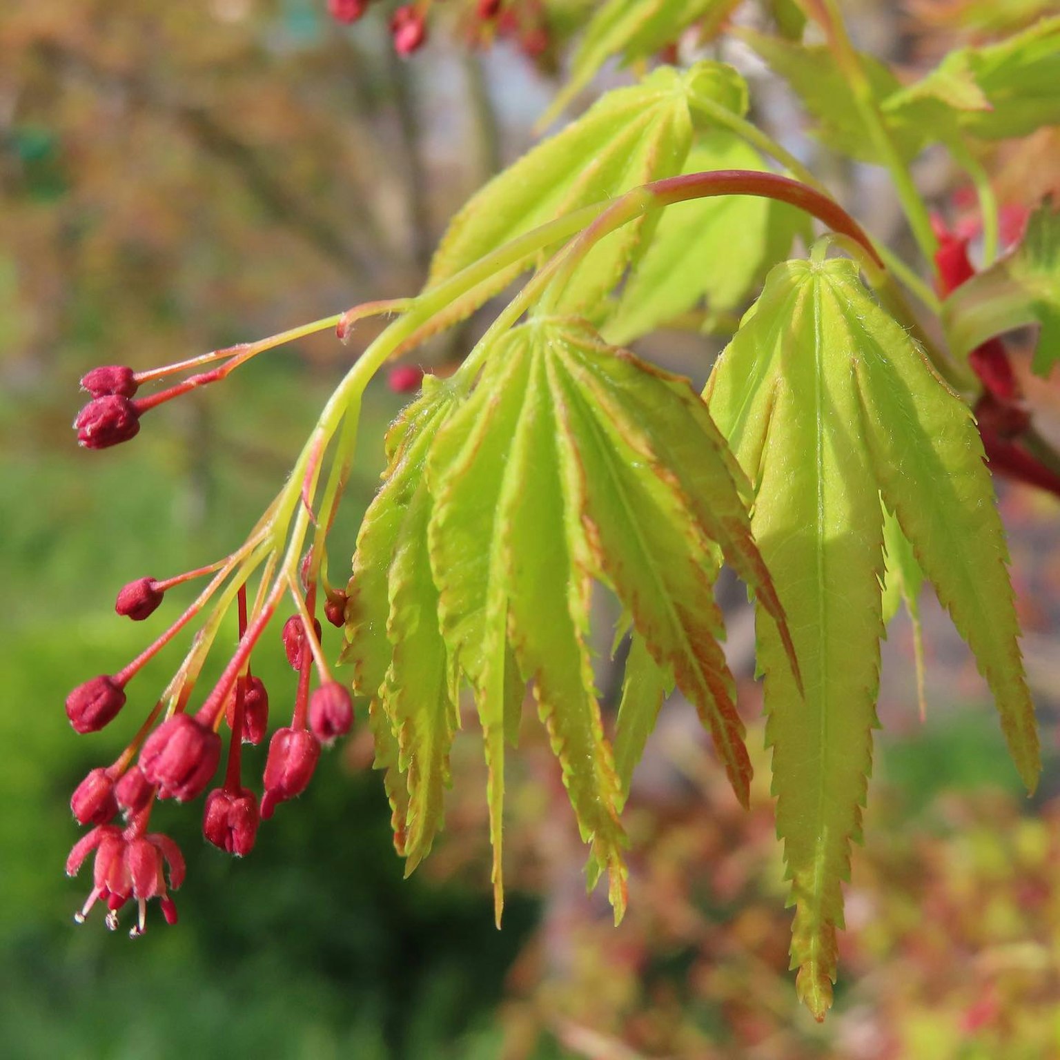 Maple branch with vibrant green leaves and red flower buds
