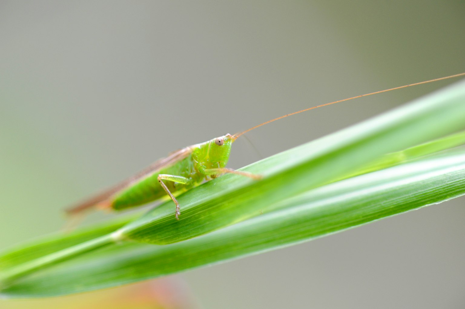 A green grasshopper perched on a leaf