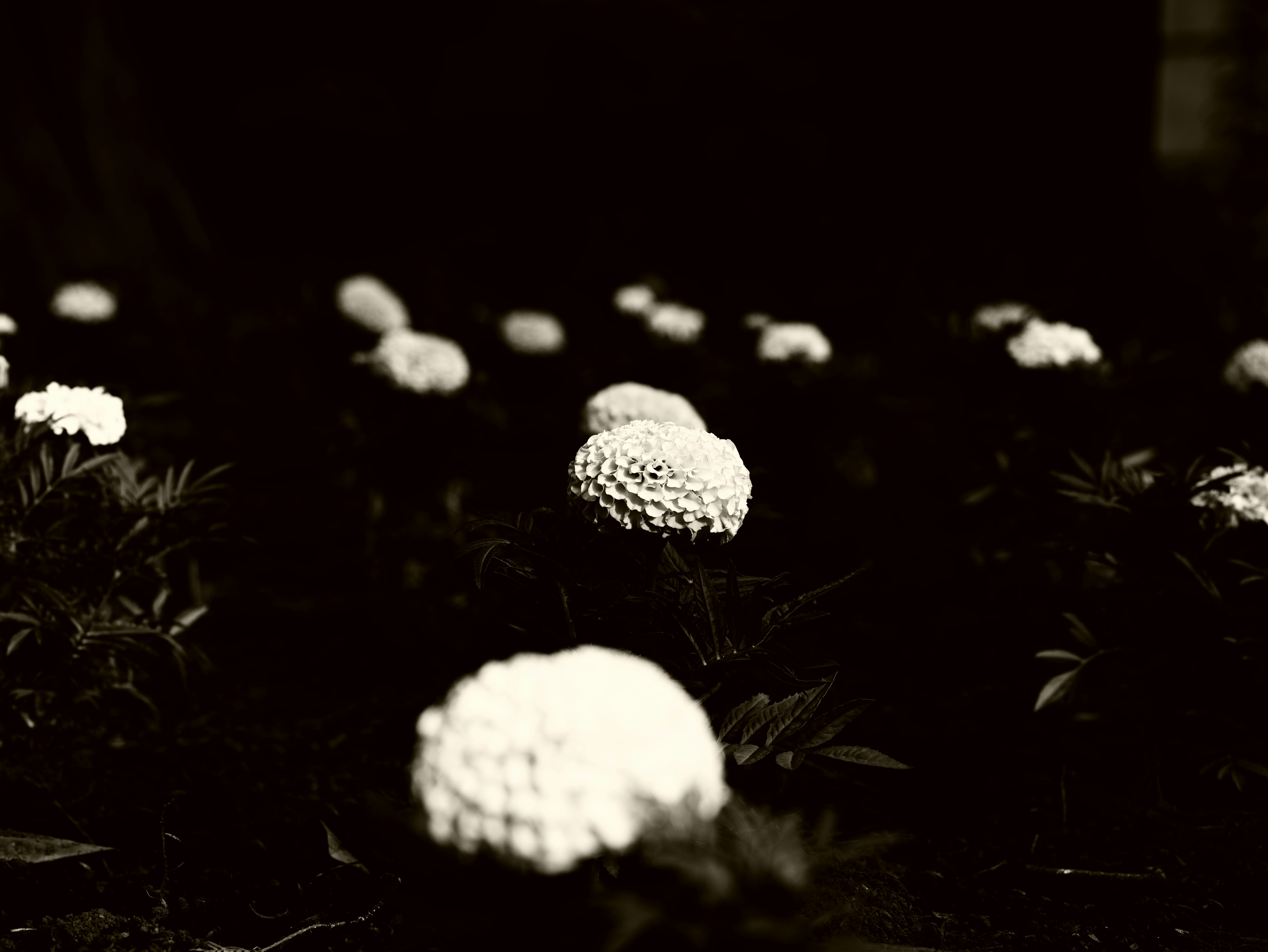 close-up tenang bunga putih di rumput pada malam hari