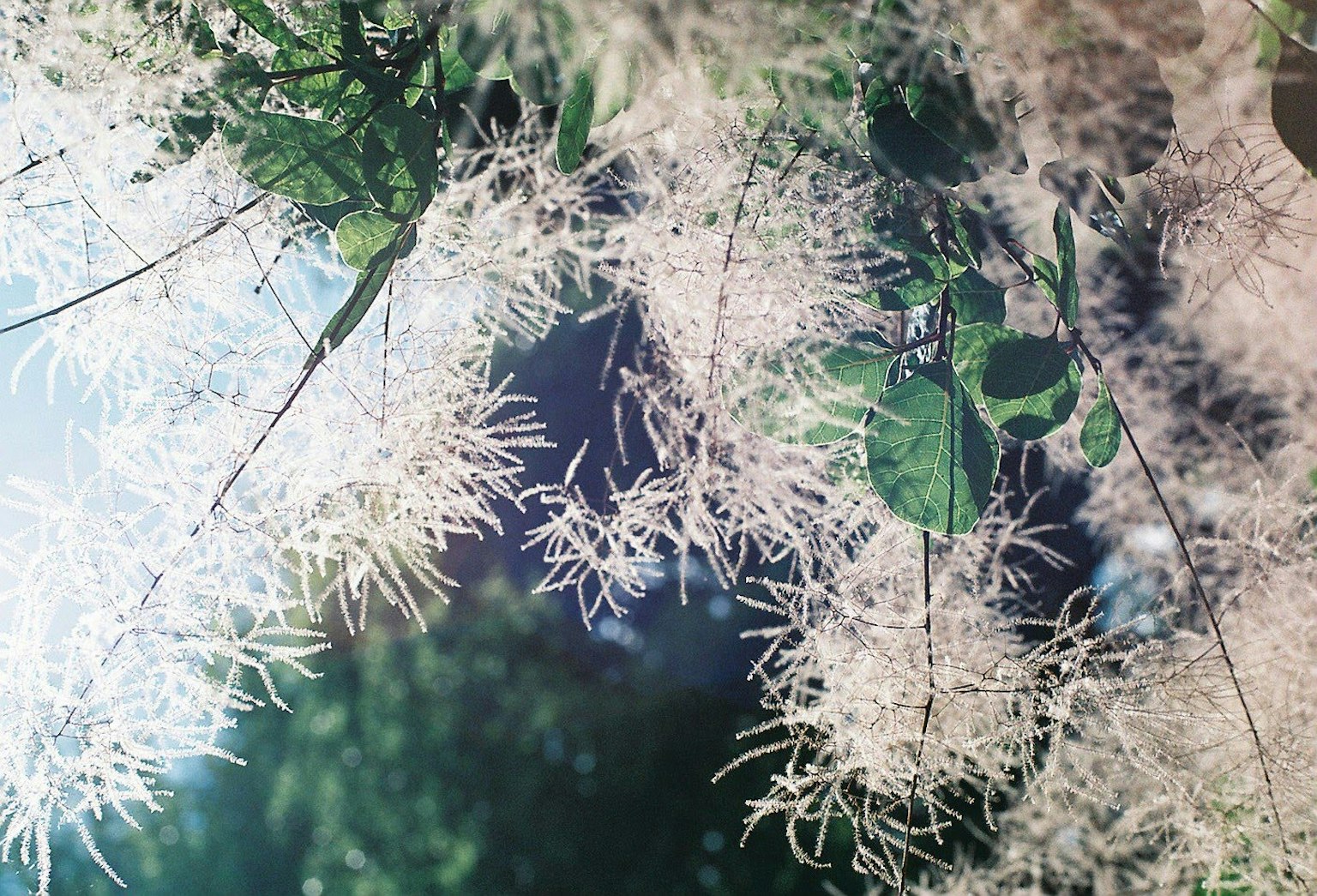 自然景色，白色花朵與綠色葉子交織在一起