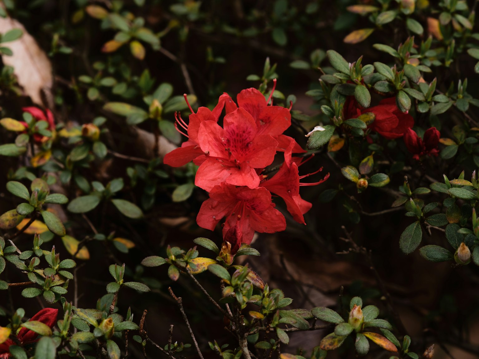 一朵鮮豔的紅花被綠色葉子包圍