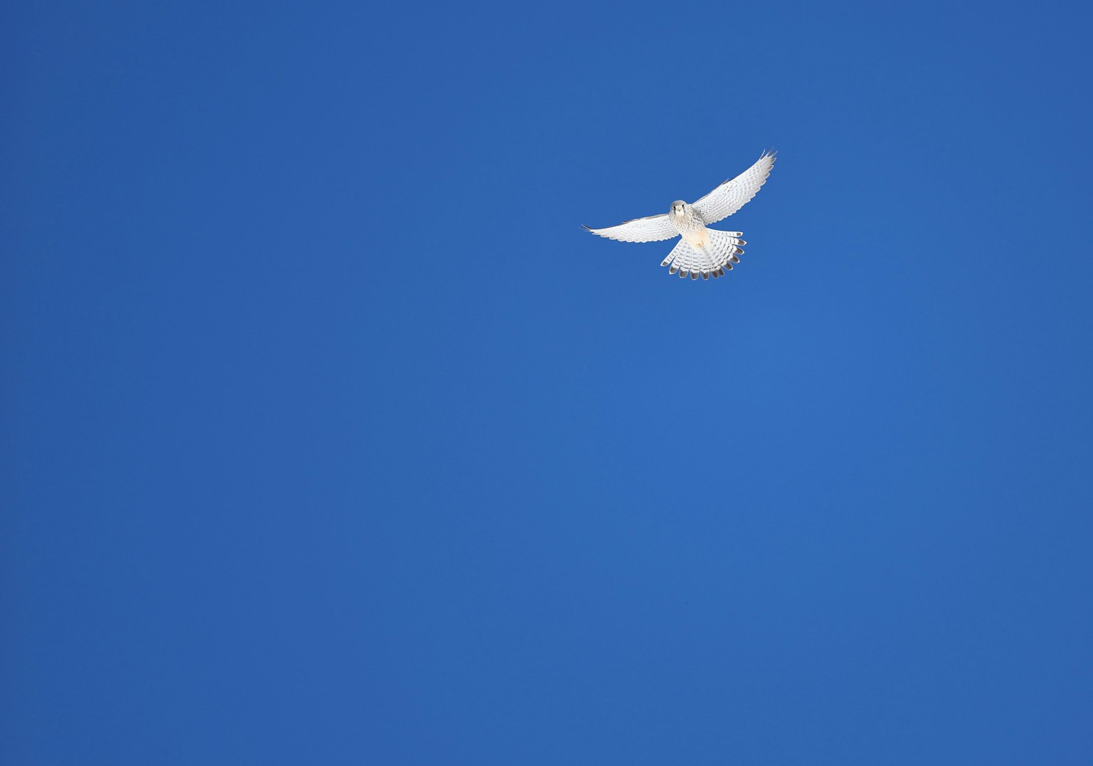 Eine weiße Taube fliegt vor einem blauen Himmel