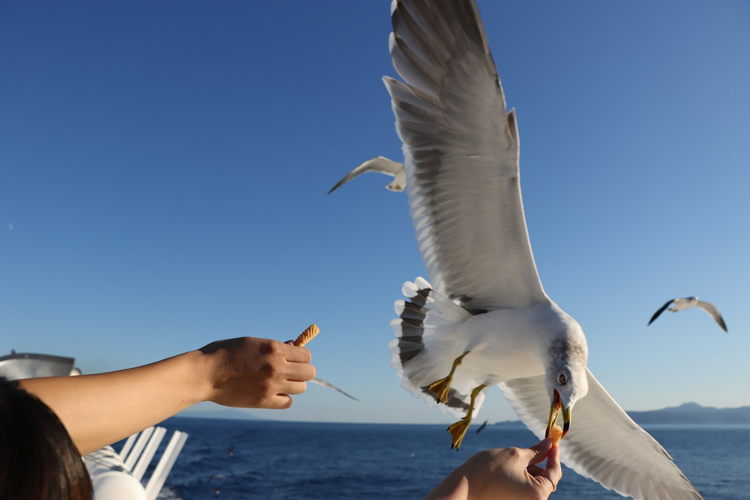 在陽光明媚的海面上接近食物的海鷗