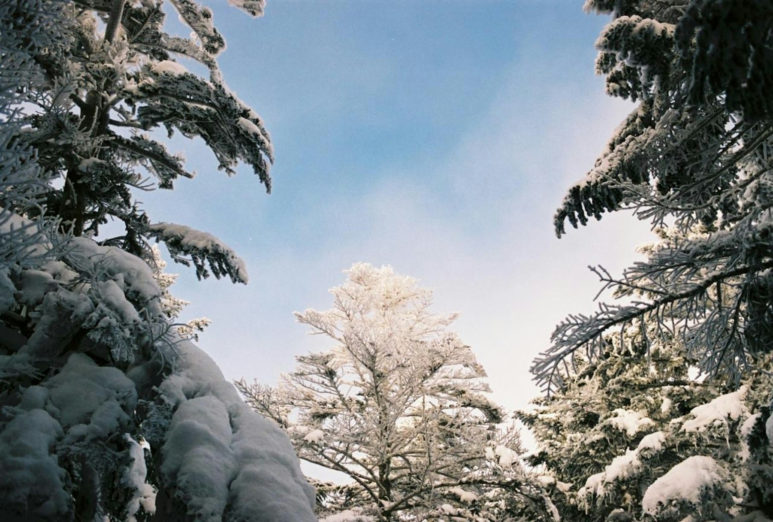 雪覆盖的树木和蓝天