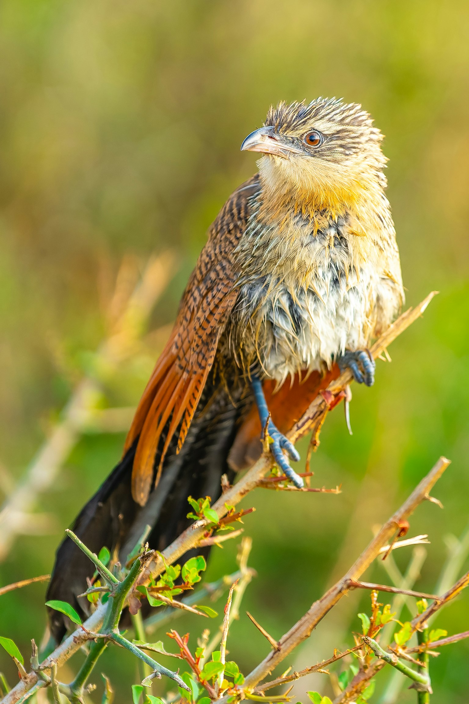 아름다운 깃털을 가진 새가 가지에 앉아 있다