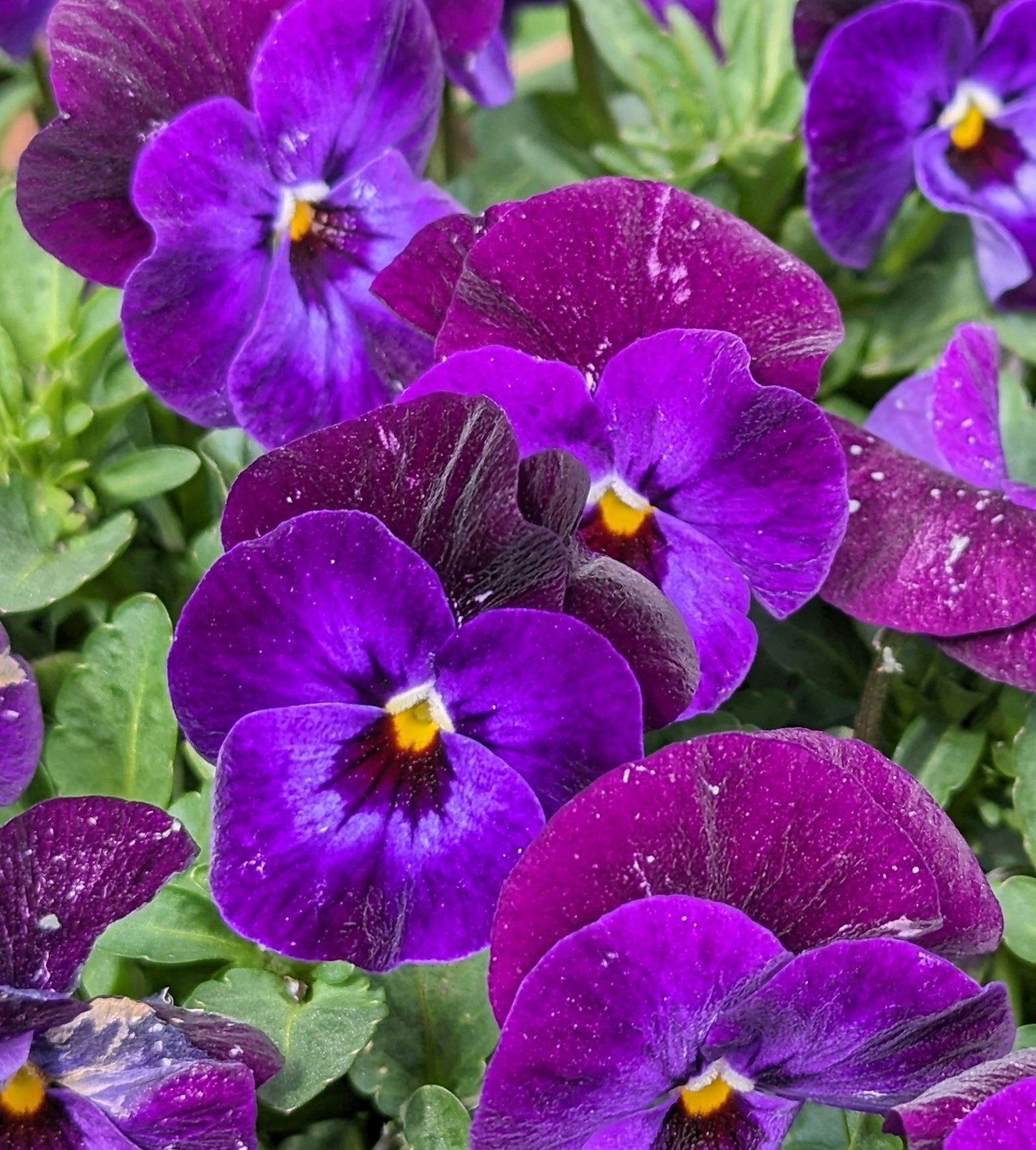 Bunga pansy ungu cerah mekar di taman