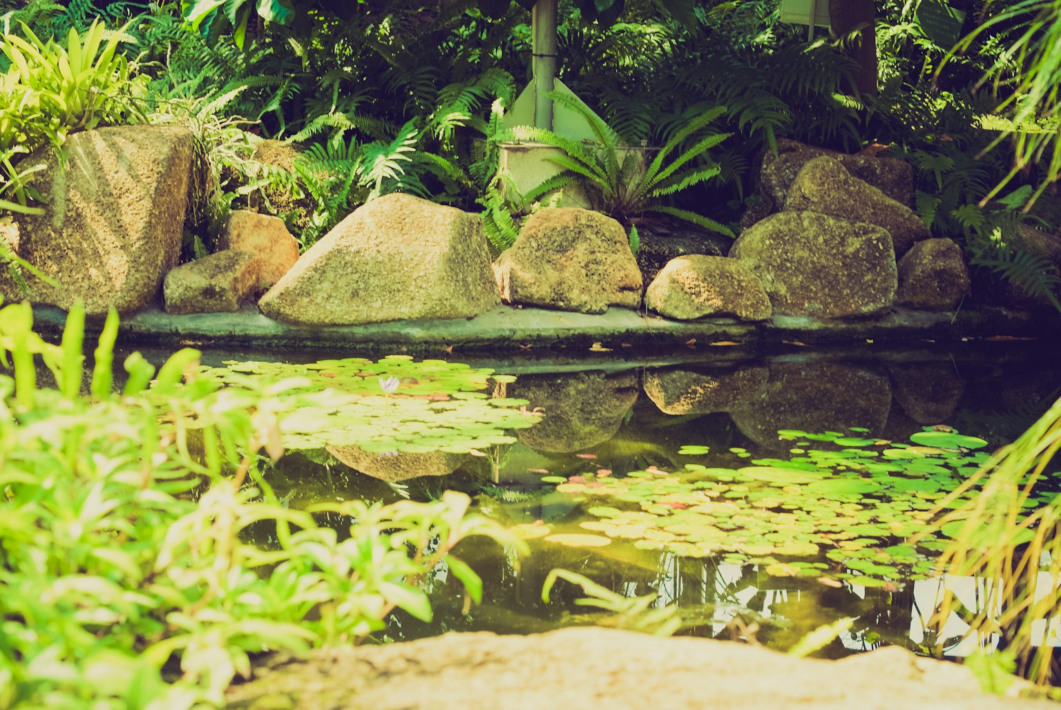 Serene view of a garden pond with rocks and aquatic plants