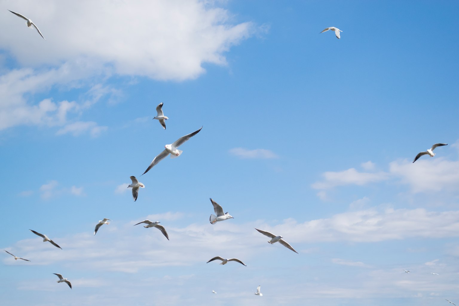 Eine Gruppe von Möwen, die in einem blauen Himmel fliegen
