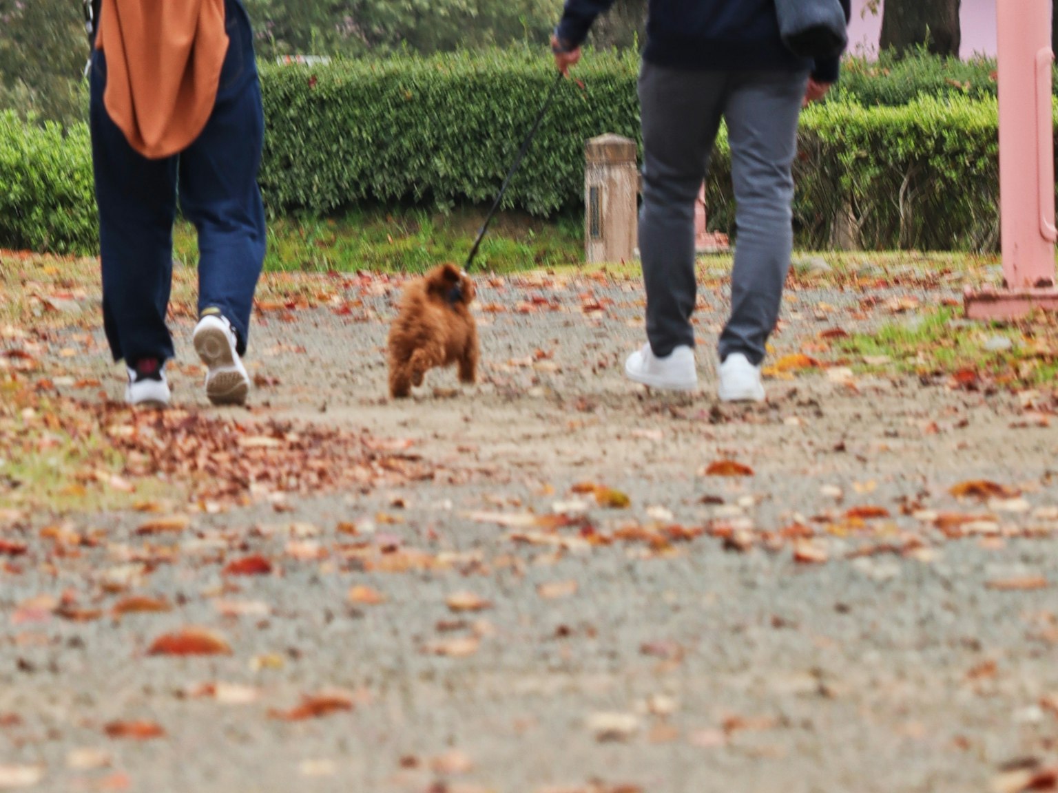 Two people walking in a park with a small dog