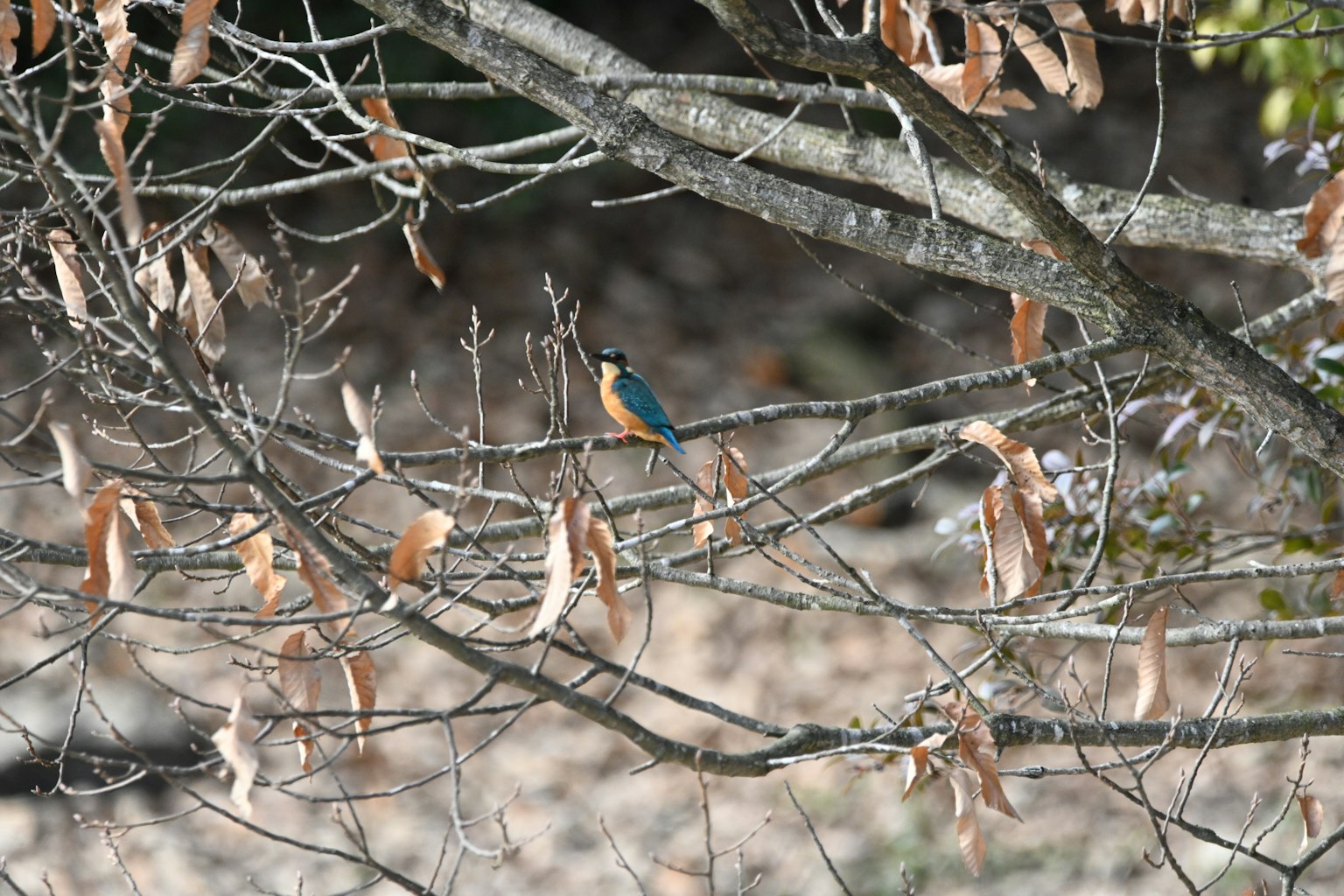 Ein Eisvogel, der auf einem Ast sitzt, mit lebhaften blauen Federn und trockenen Blättern in der Umgebung