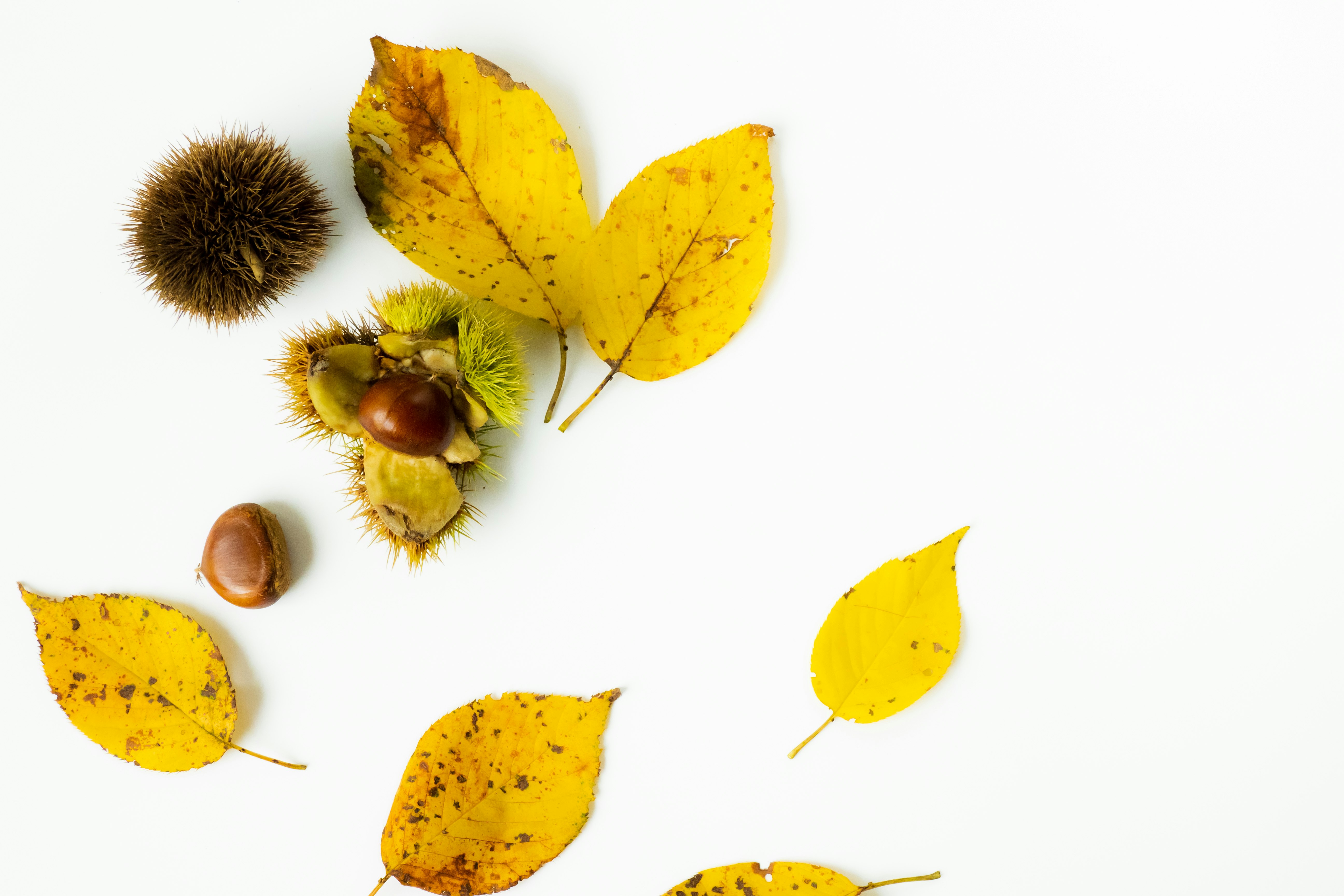 Foglie d’autunno e ghiande sparse su sfondo bianco