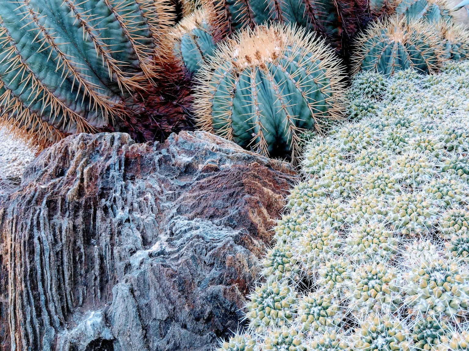 Primo piano di cactus colorati e rocce