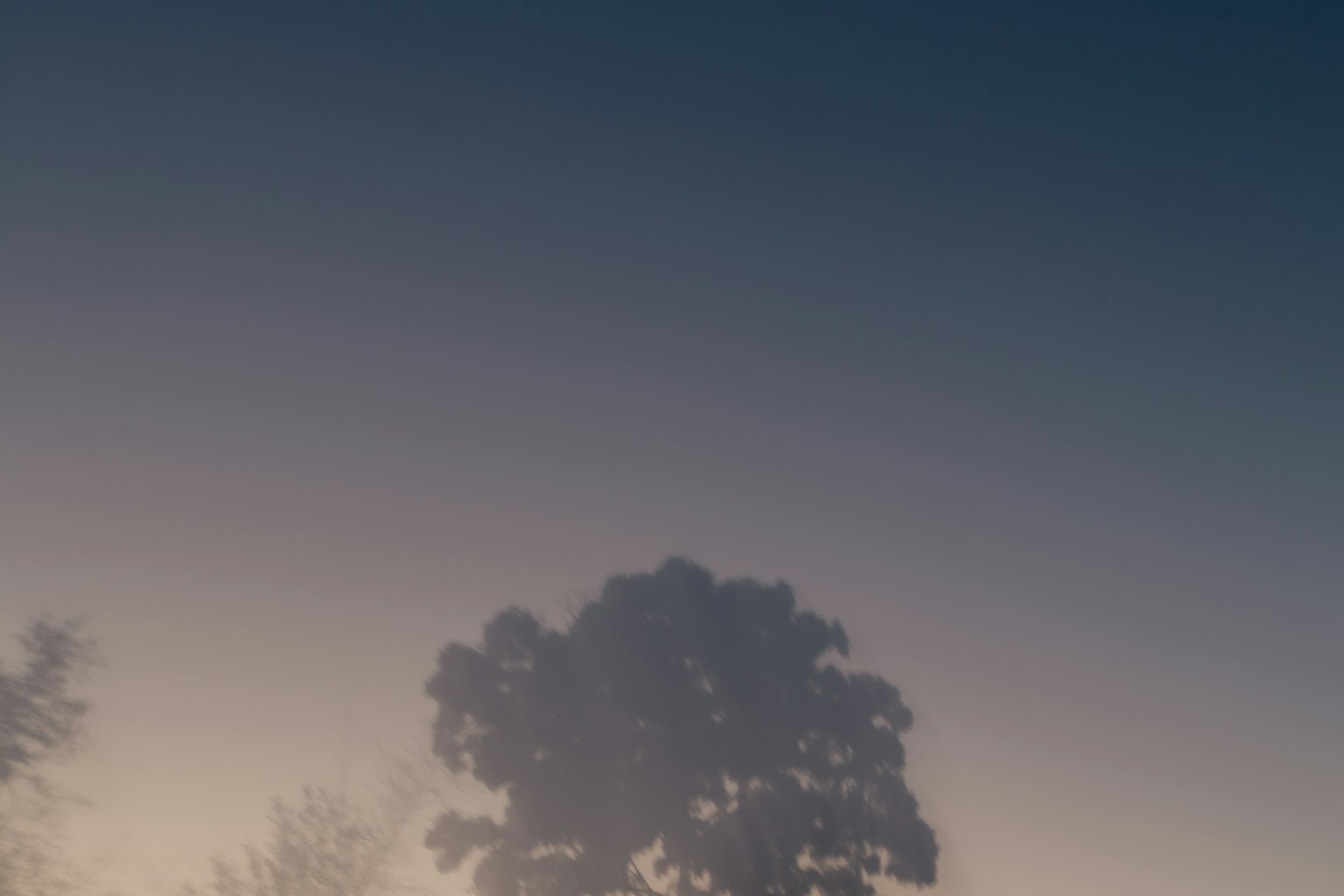 Silhouette di un albero nella nebbia con cielo blu sfumato