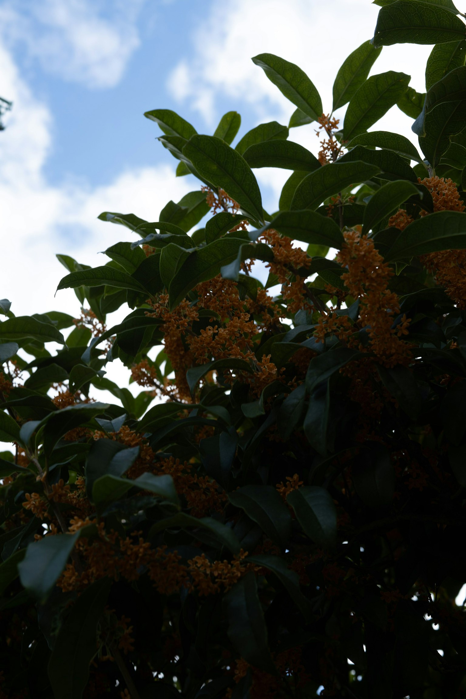 Sự tương phản của hoa cam và lá xanh dưới bầu trời xanh