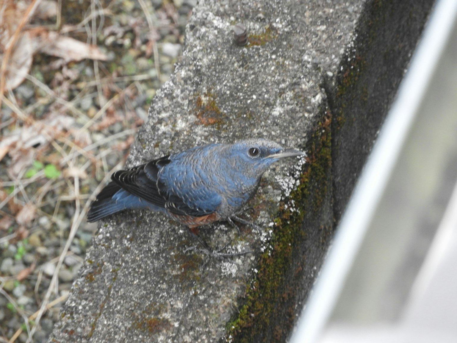 一隻藍色羽毛的鳥棲息在混凝土上
