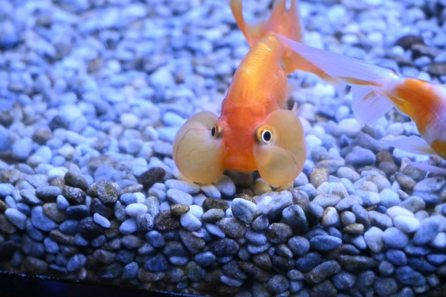 一条橙色金鱼在水族箱的卵石中游泳
