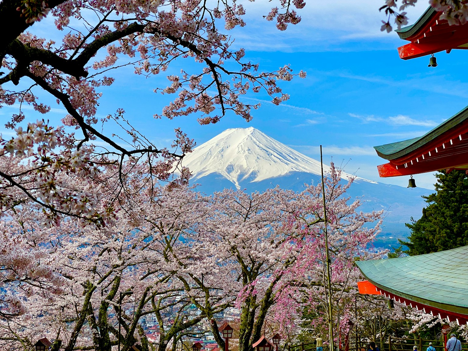 樱花和富士山的美丽景色