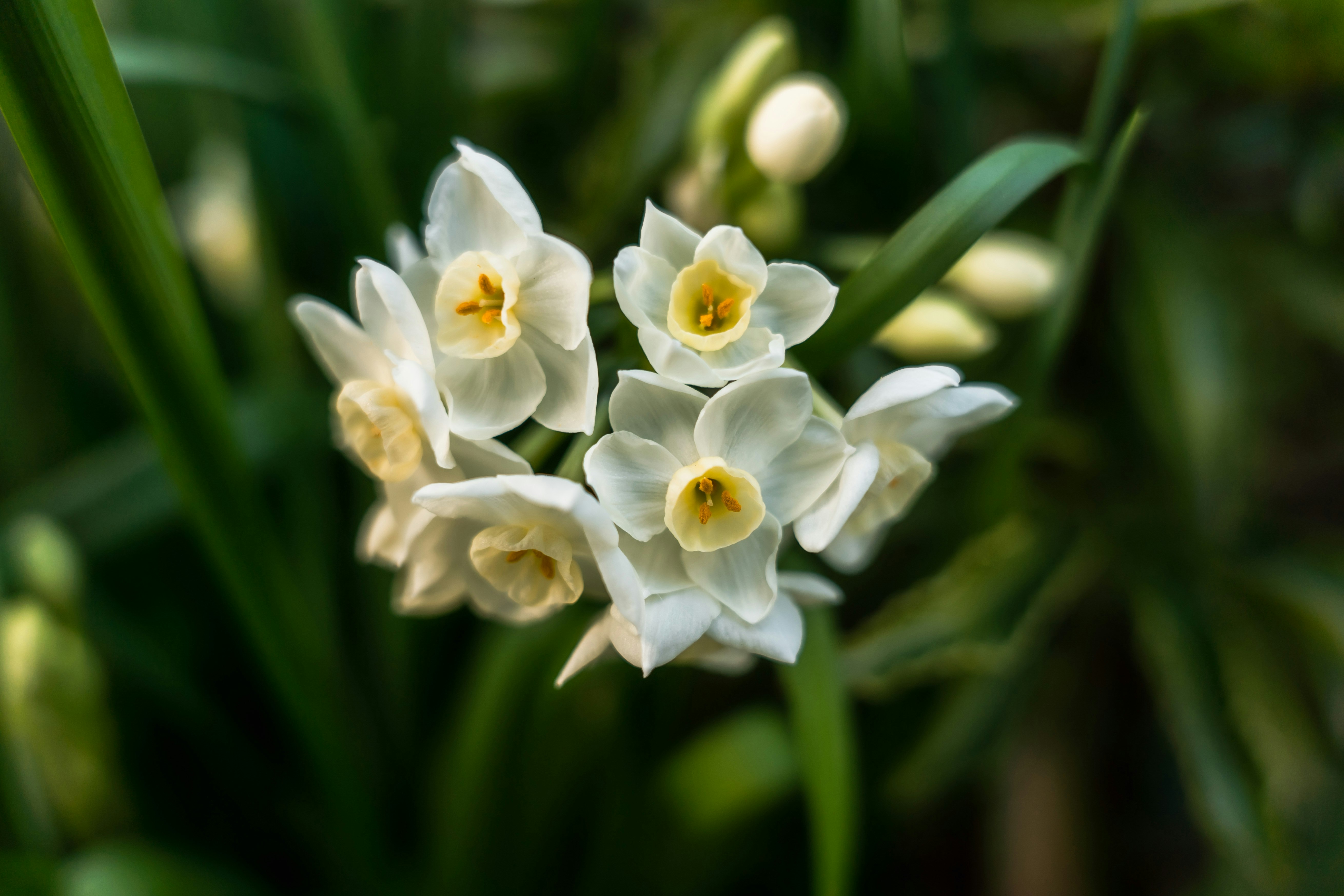 白いスイセンの花が咲く庭の草むら