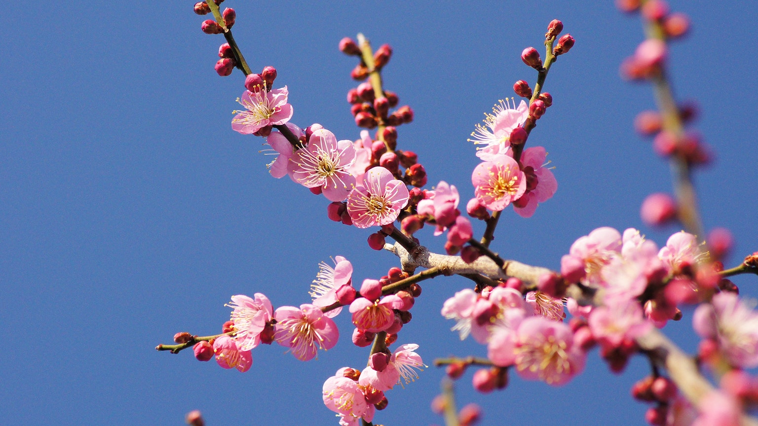 Cabang bunga sakura yang mekar di latar belakang langit biru