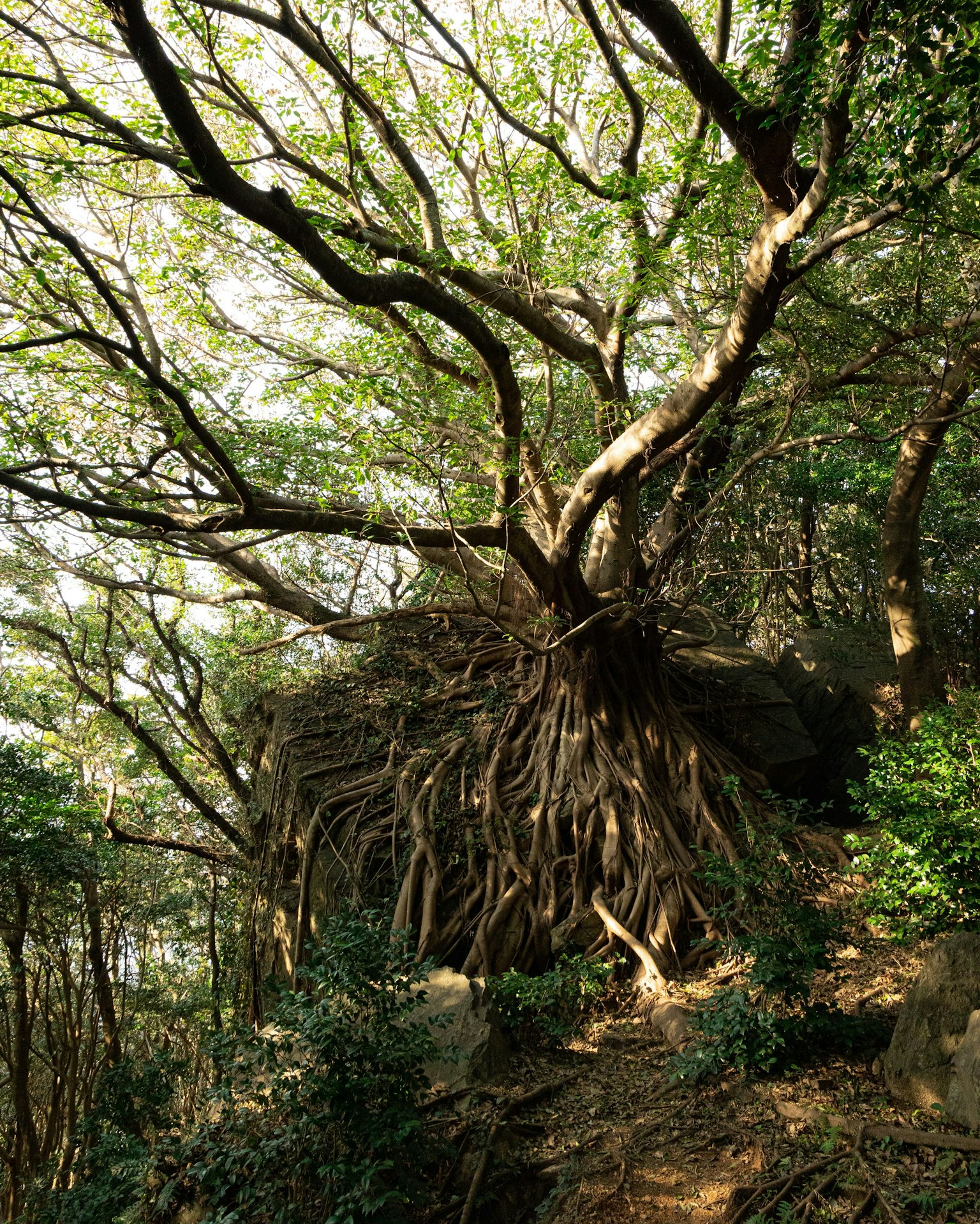 Un gran árbol con raíces extensas y un follaje verde exuberante
