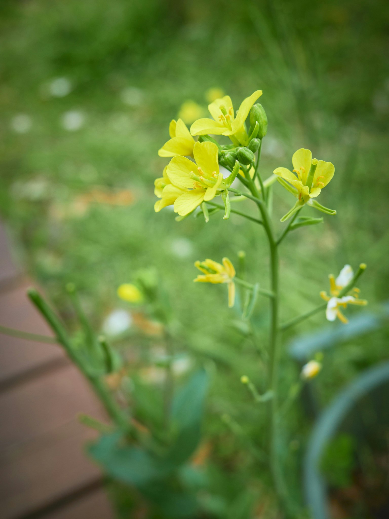 Close-up of a plant with yellow flowers against a green background
