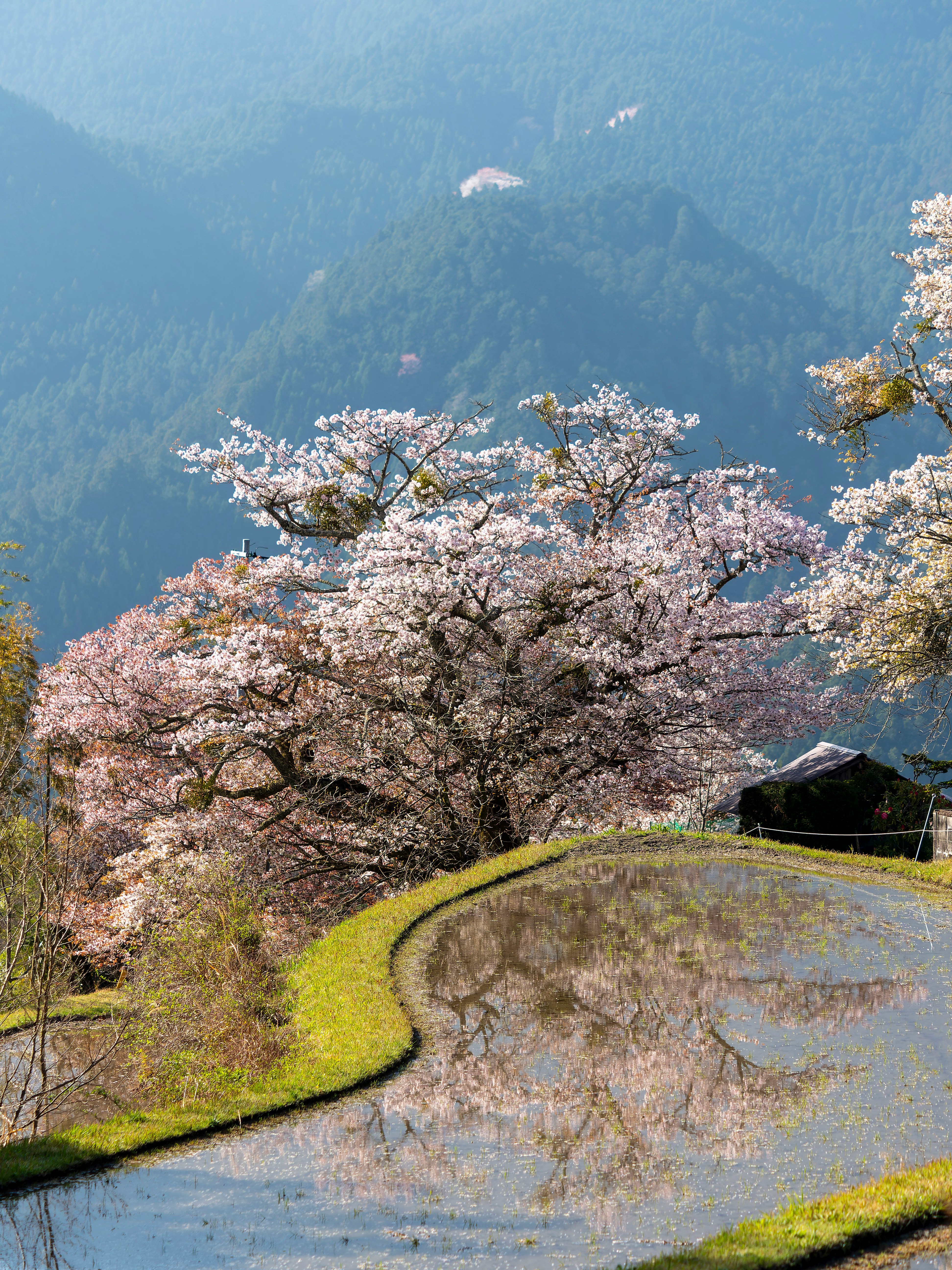 里山的春天：三重縣三多氣的梯田與櫻花山景