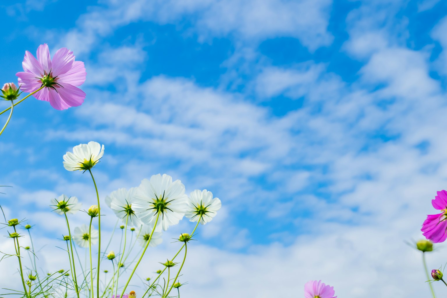 Fiori rosa e bianchi che sbocciano sotto un cielo blu con nuvole bianche