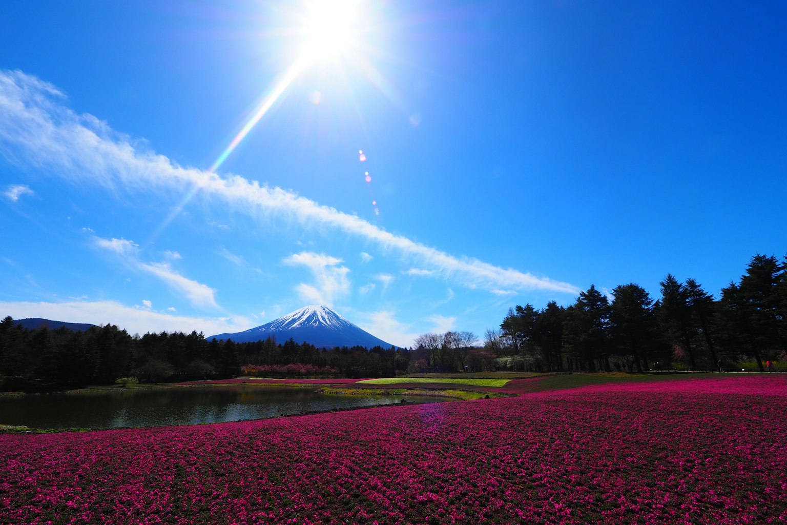 富士山和鮮豔的芝櫻花的風景