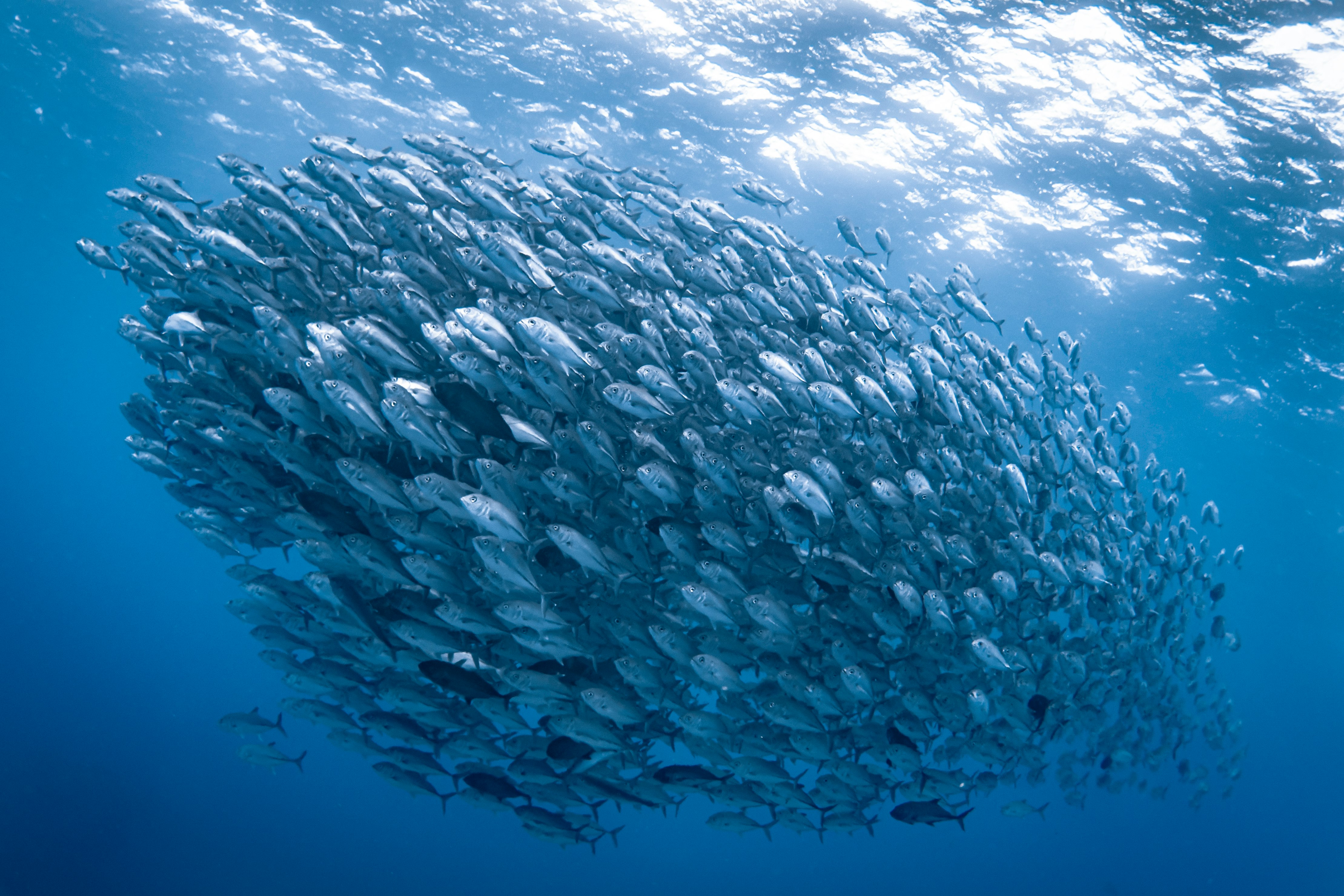青い海を泳ぐ群れの魚の水中風景