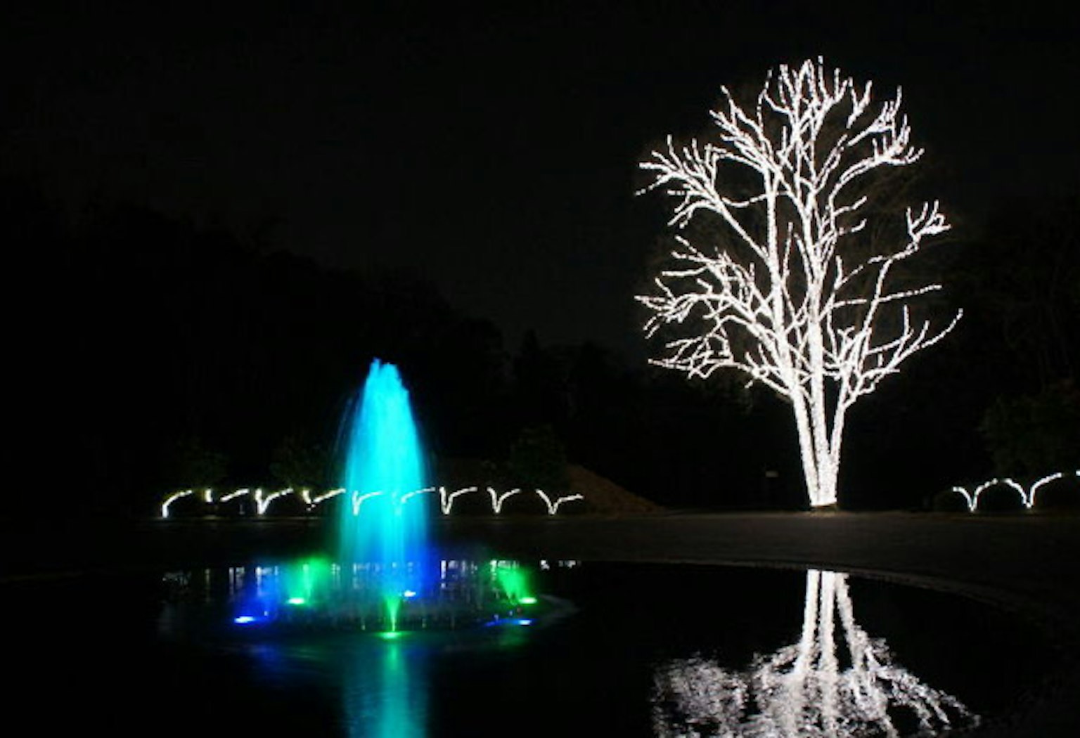 Arbre blanc illuminé et fontaine colorée la nuit dans un parc