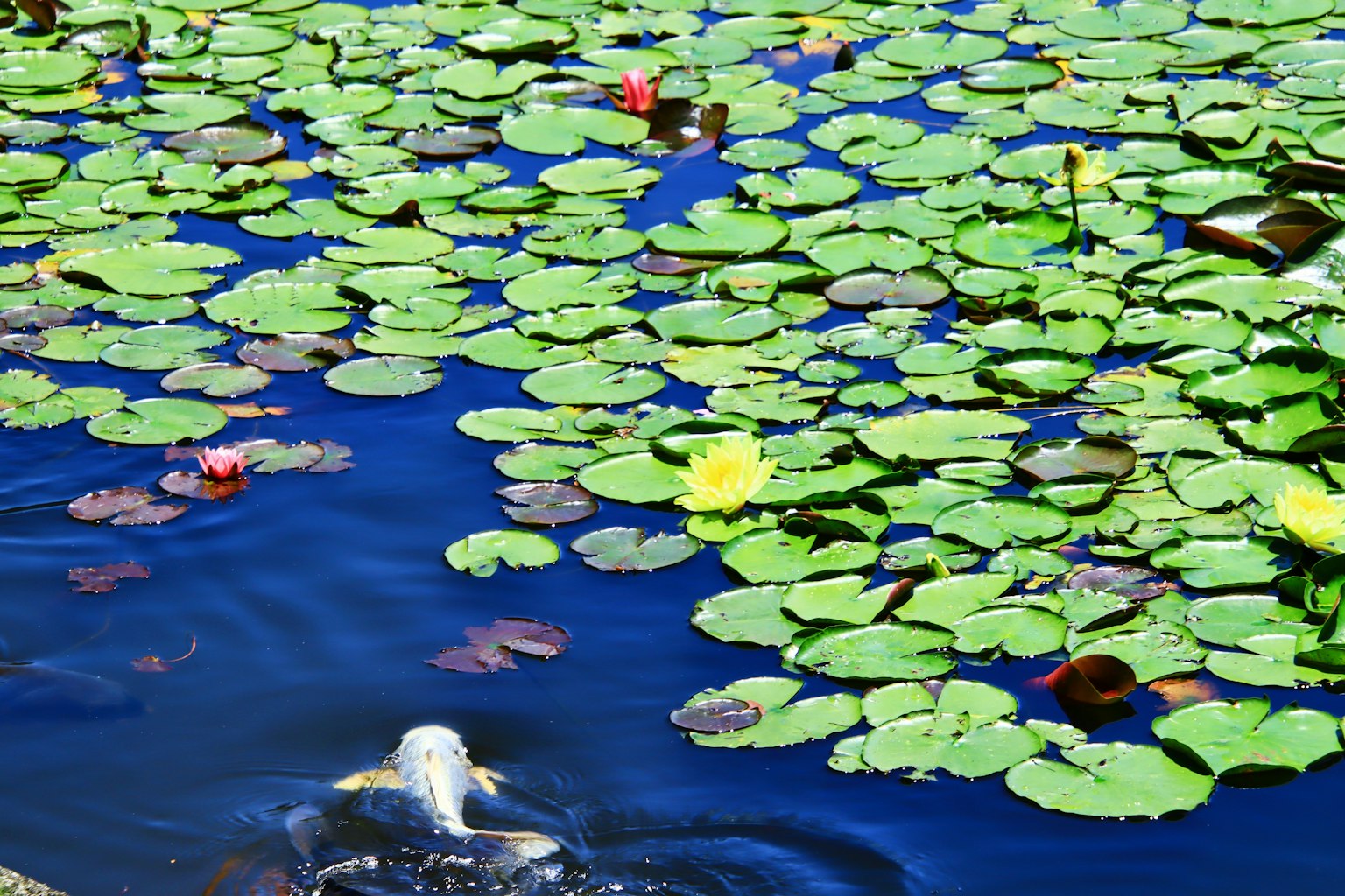 Un beau étang recouvert de nénuphars et de fleurs à la surface de l'eau