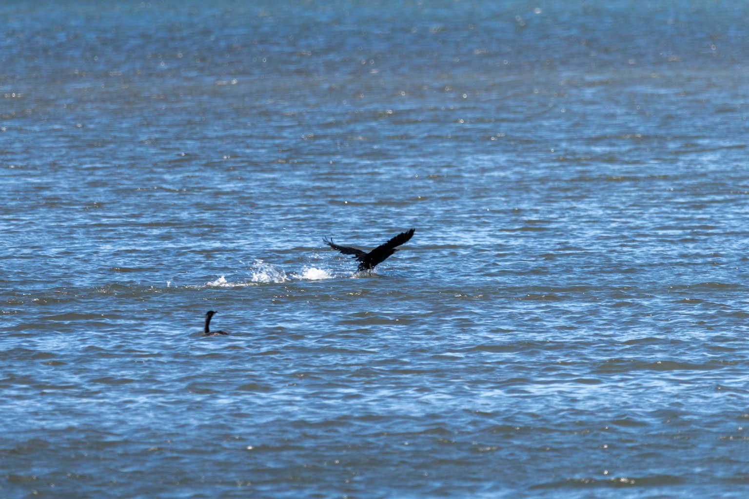Delfinschwanz springt über den blauen Ozean