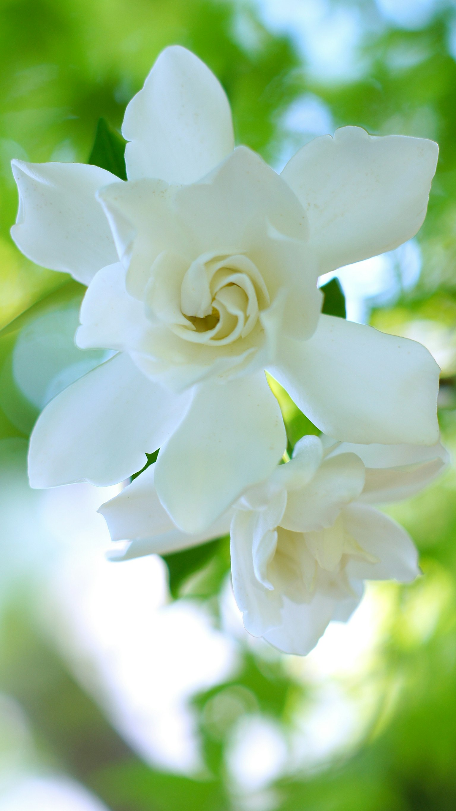 Bellissima scena di giardino con fiori bianchi in fiore