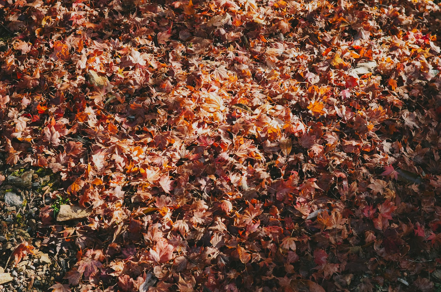 Un terreno coperto di foglie secche dai colori autunnali
