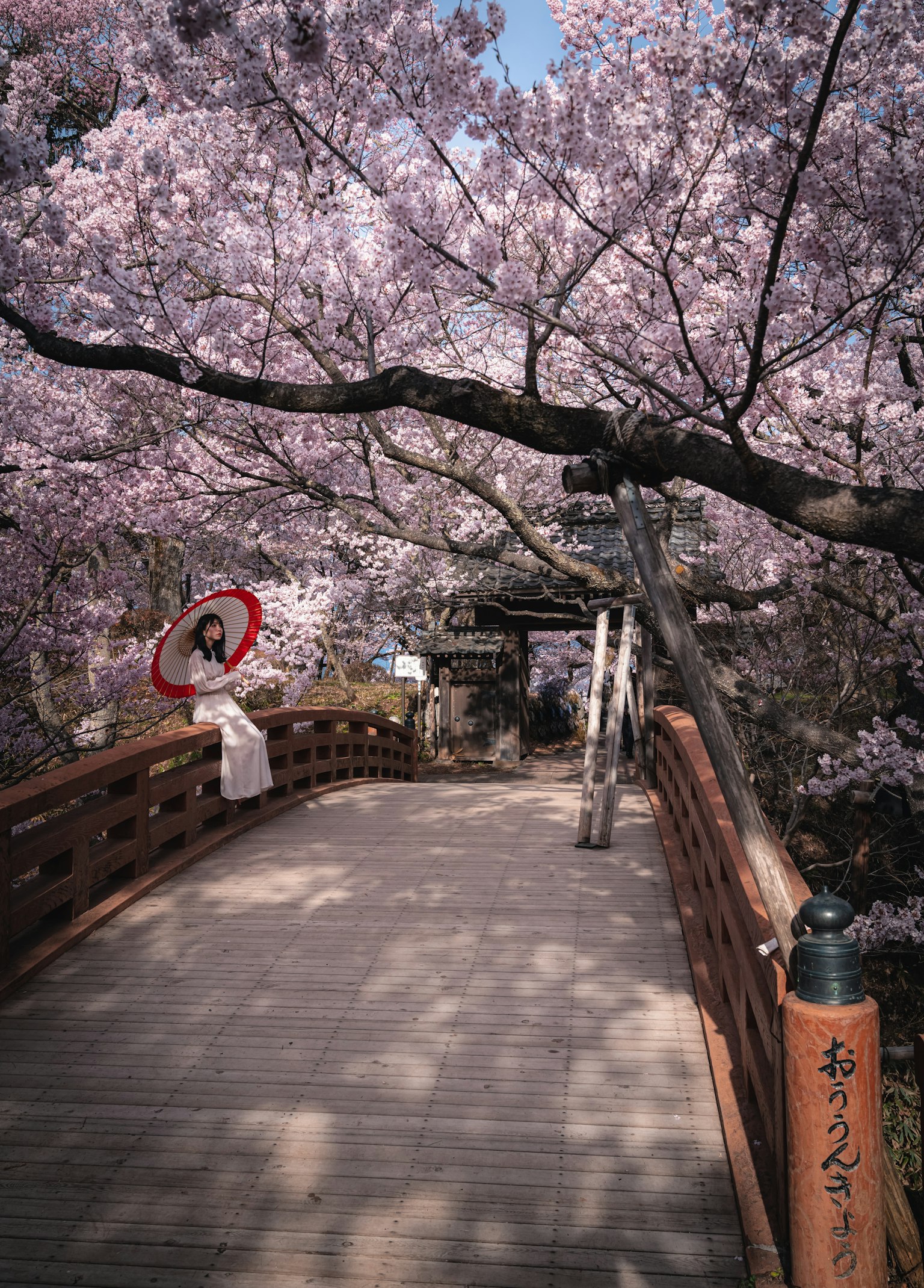 A woman holding a parasol under cherry blossom trees on a wooden bridge