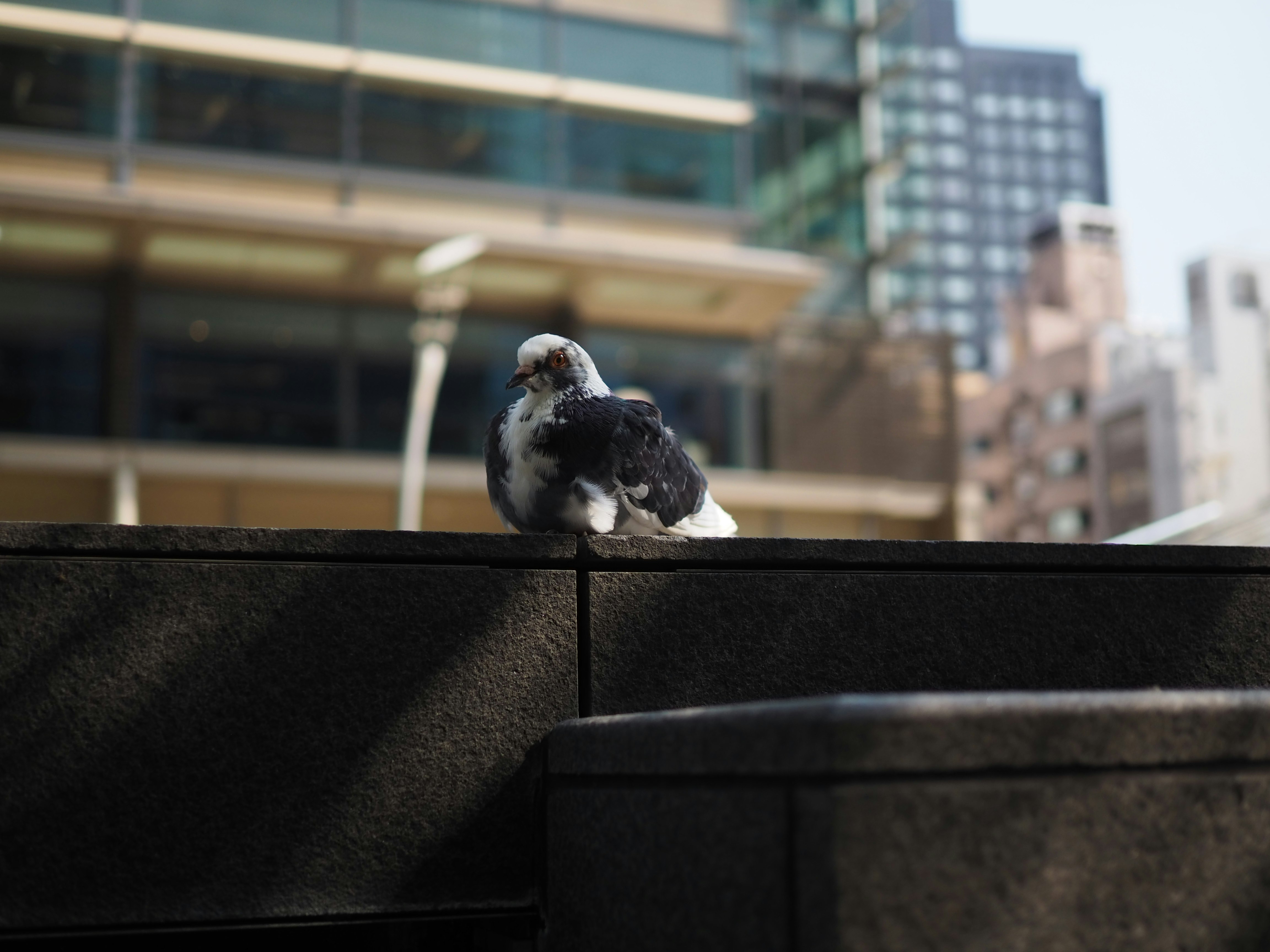 pigeon perched on a building ledge in a city